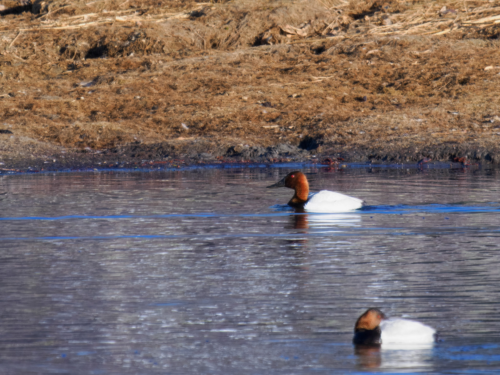 Canvasback