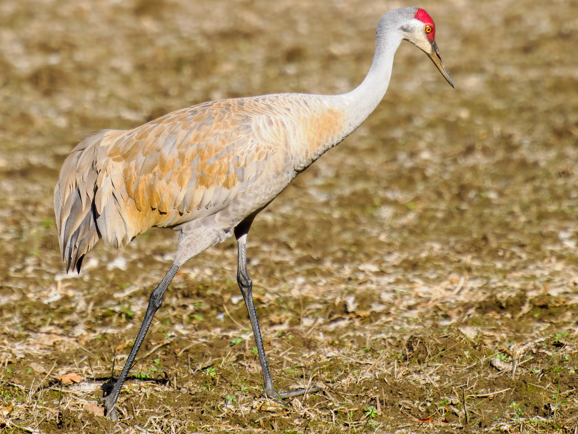 Sandhill Cranes