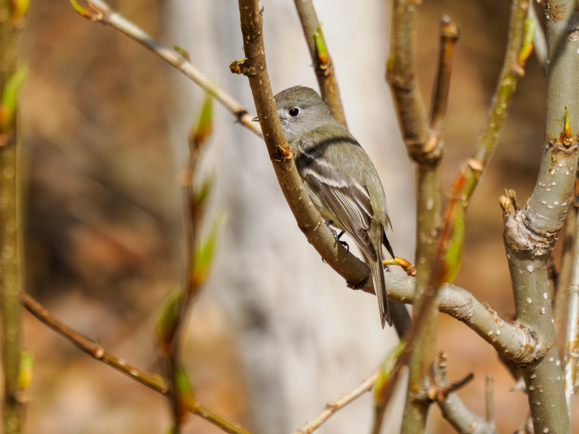 Hammond's Flycatcher