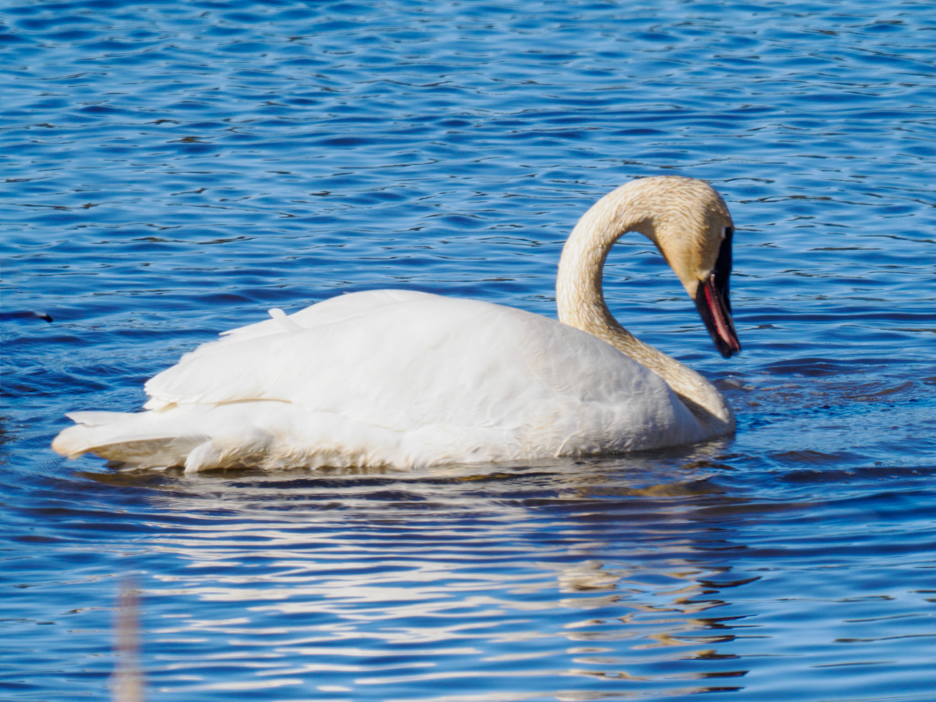 Trumpeter Swan