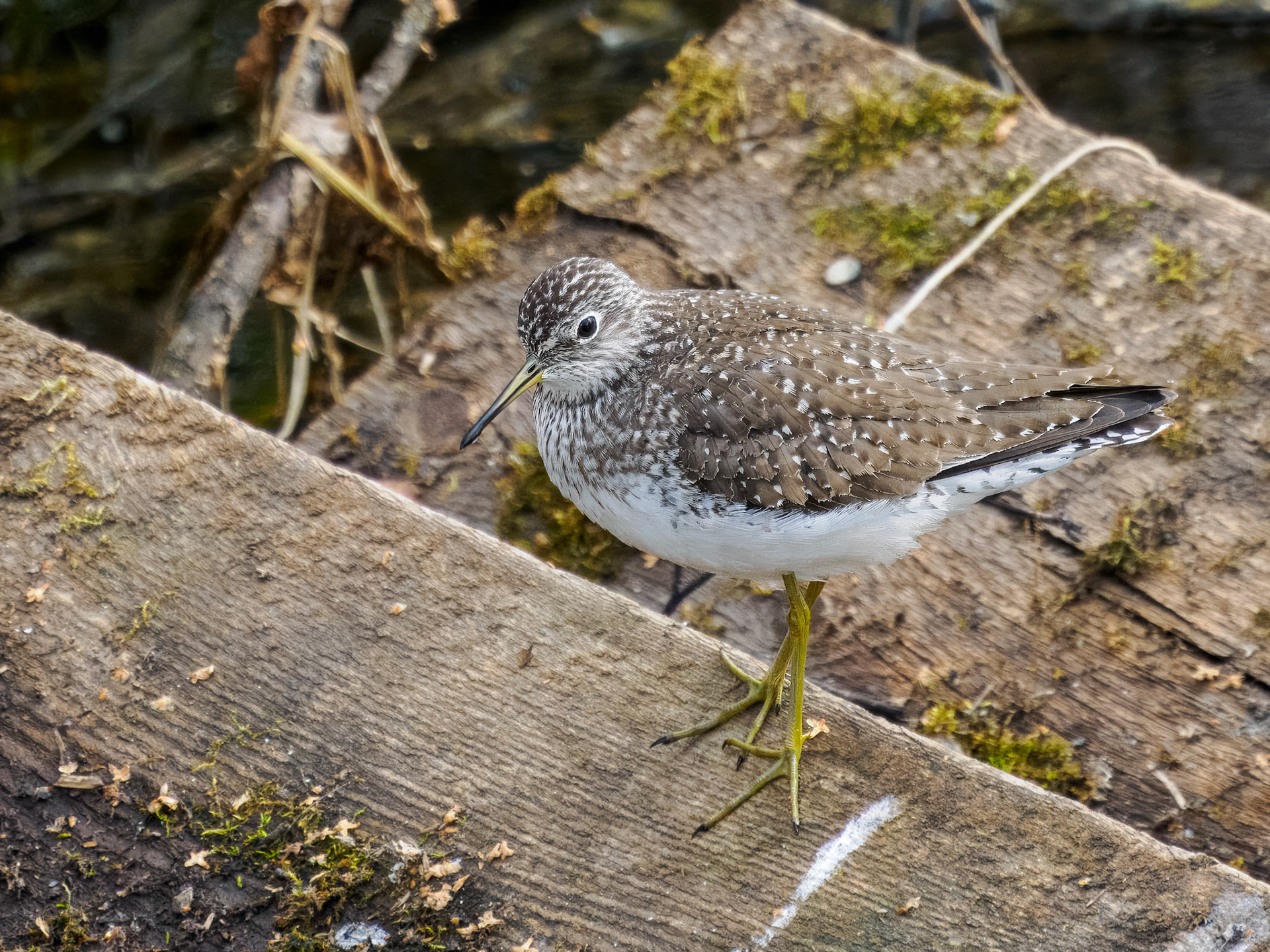 Solitary Sandpiper