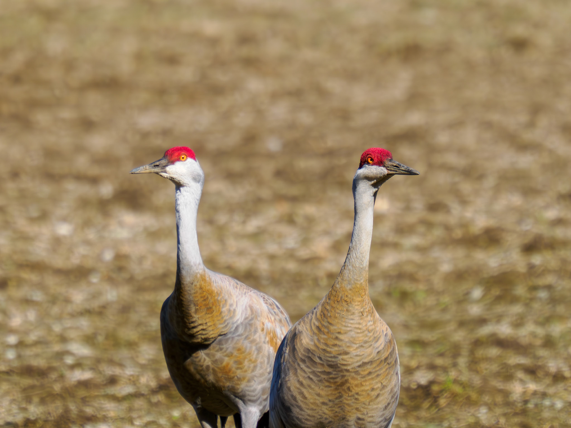 Sandhill Cranes