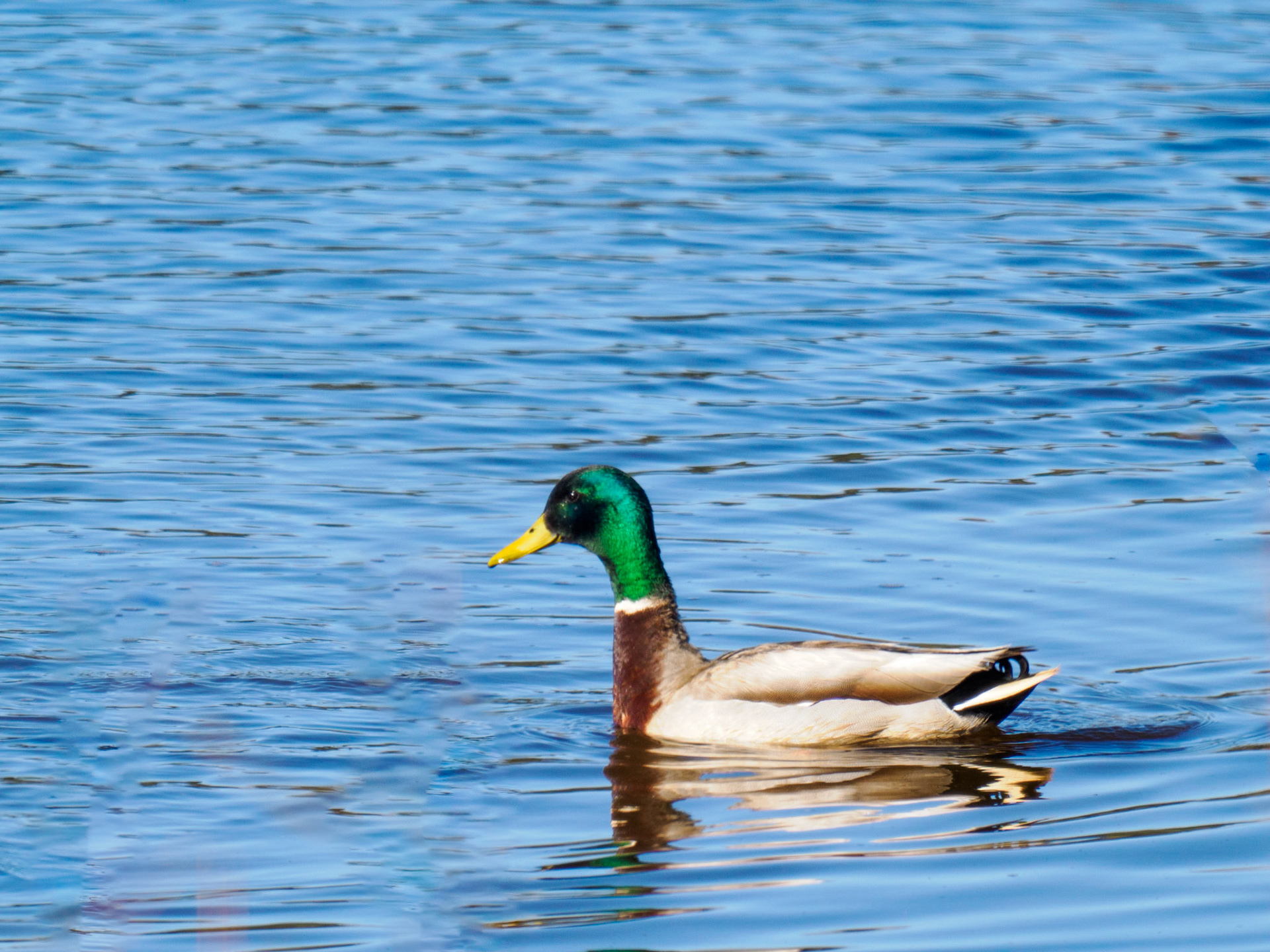 Mallard