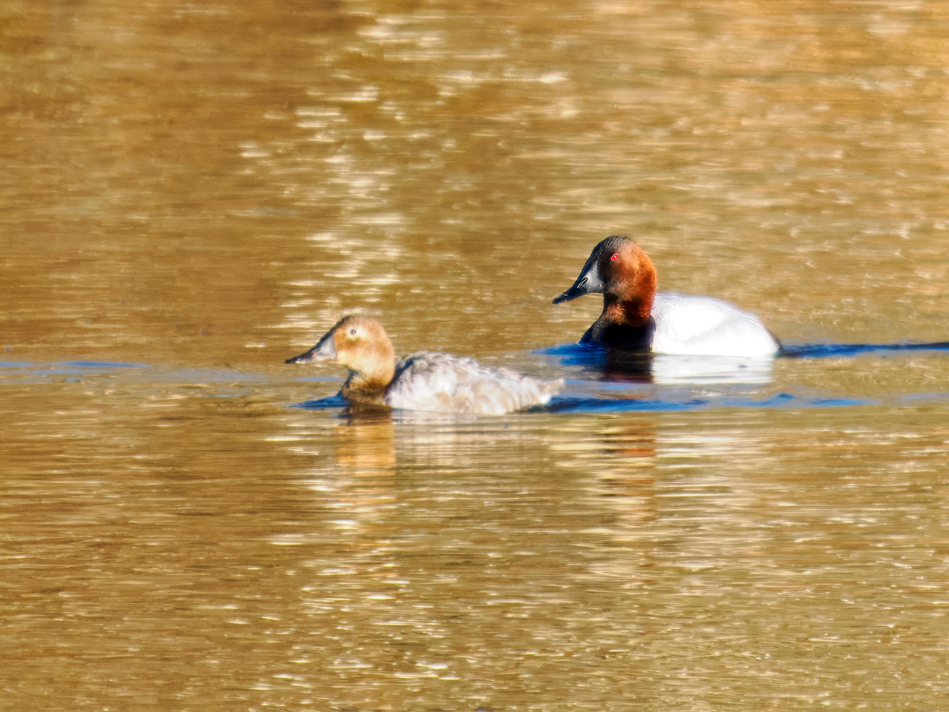 Canvasback