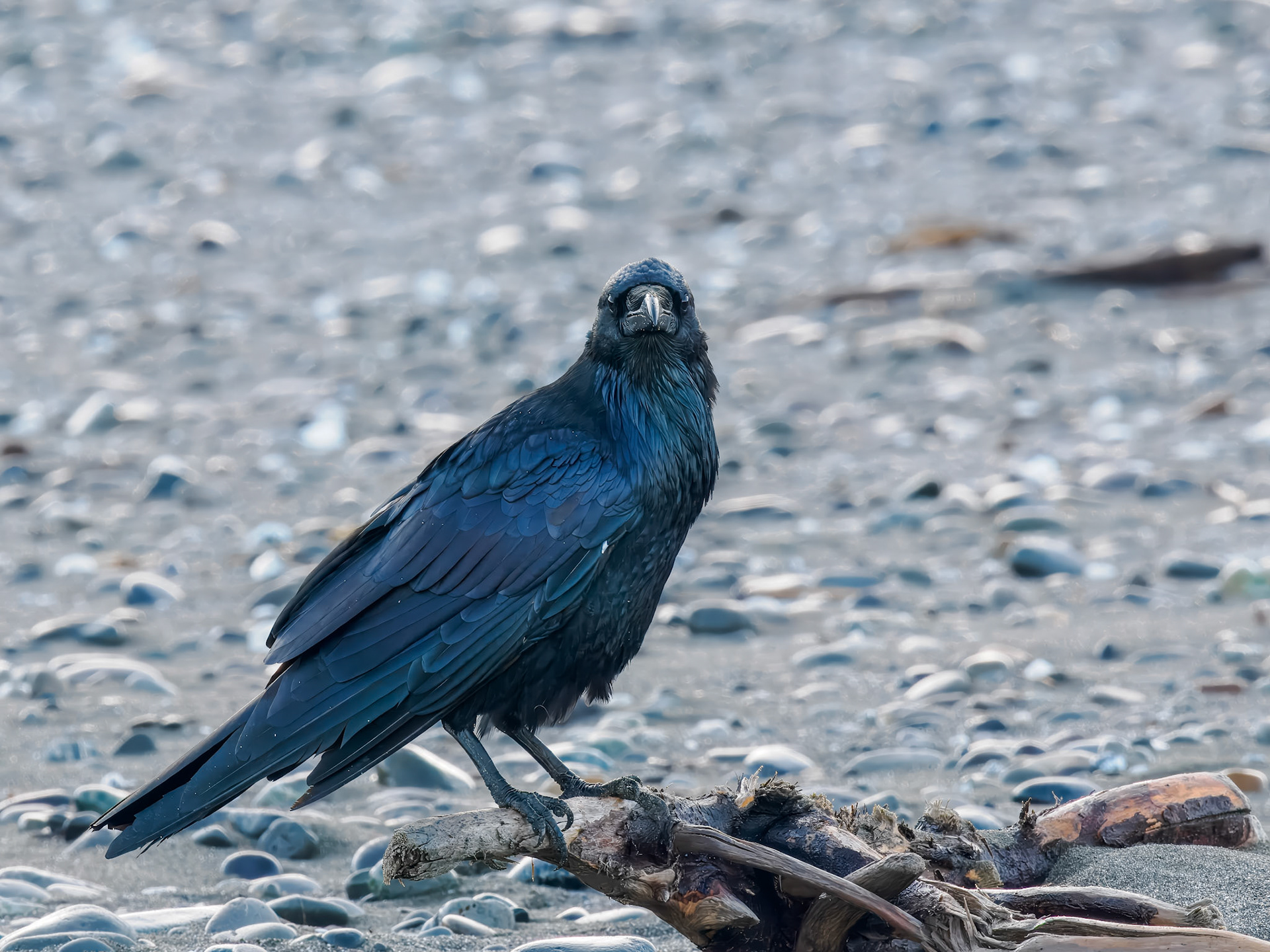 Common Raven