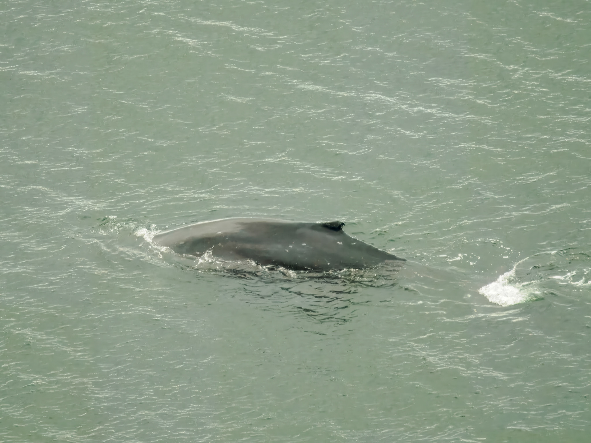 Humpback Whales