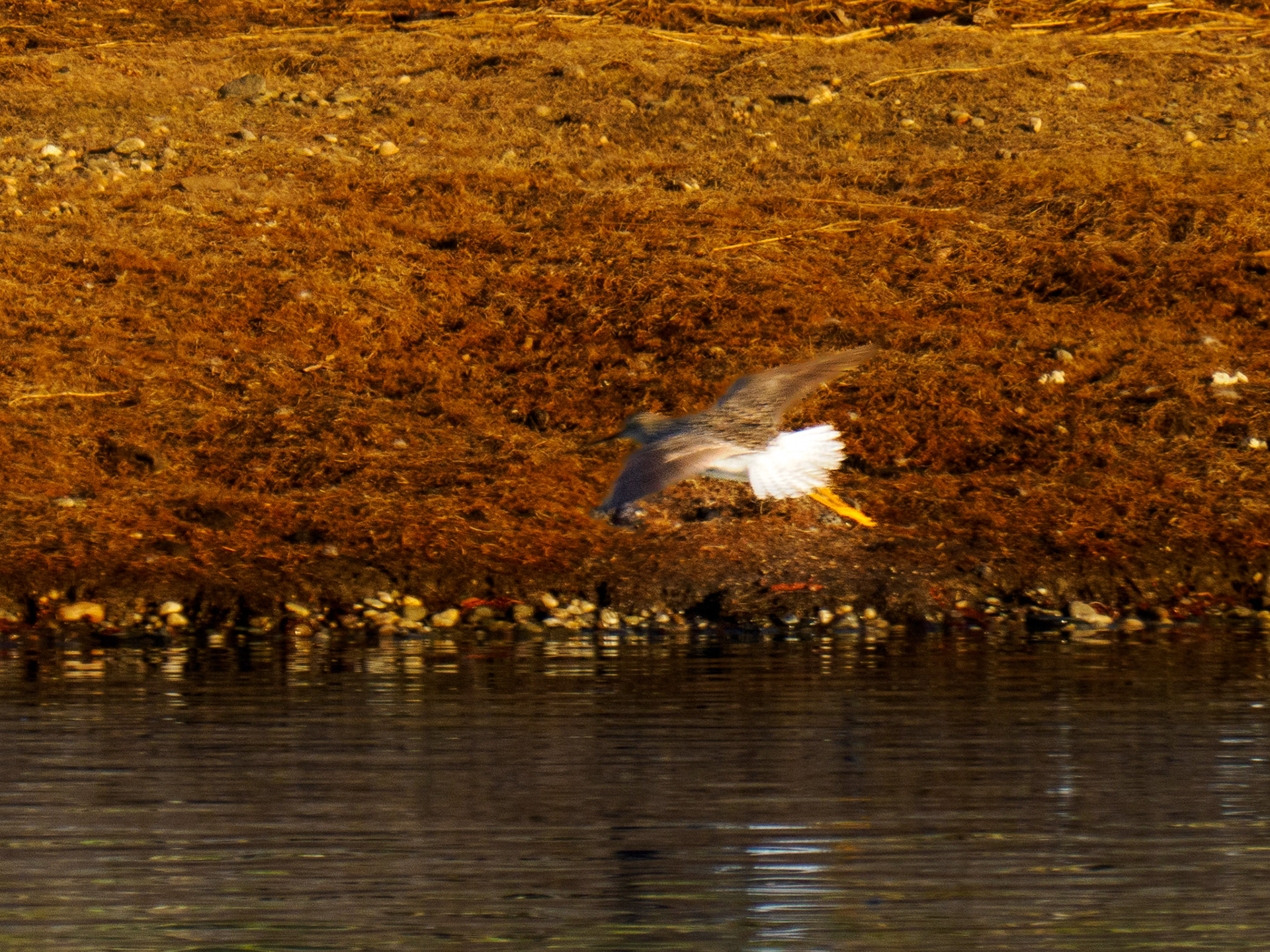 Lesser Yellowlegs