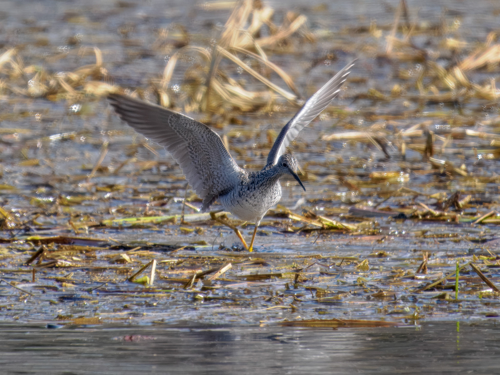 Lesser Yellowlegs