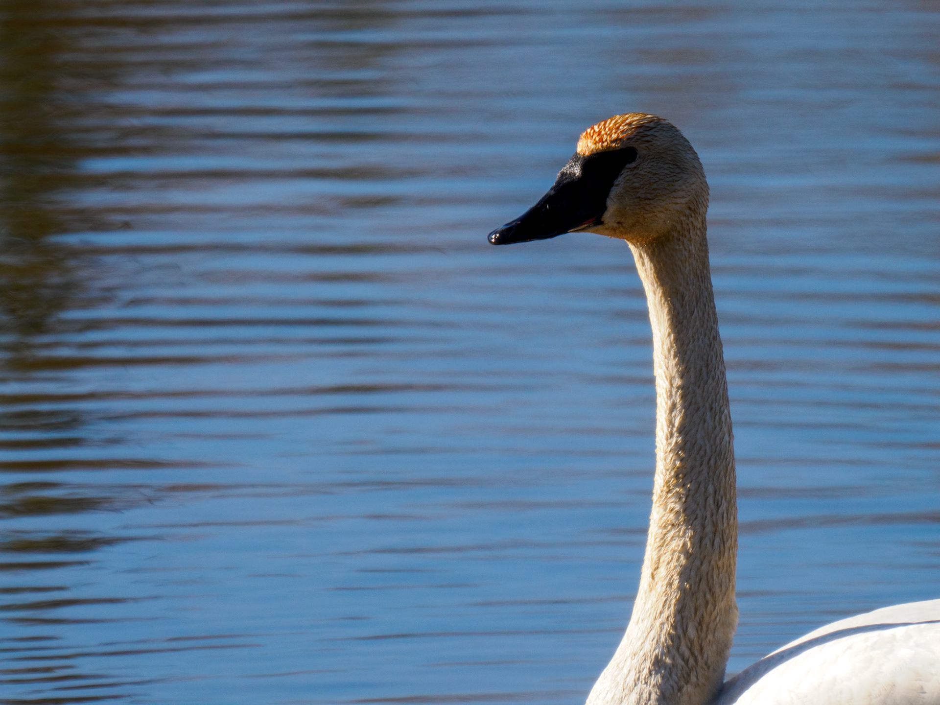 Trumpeter Swan