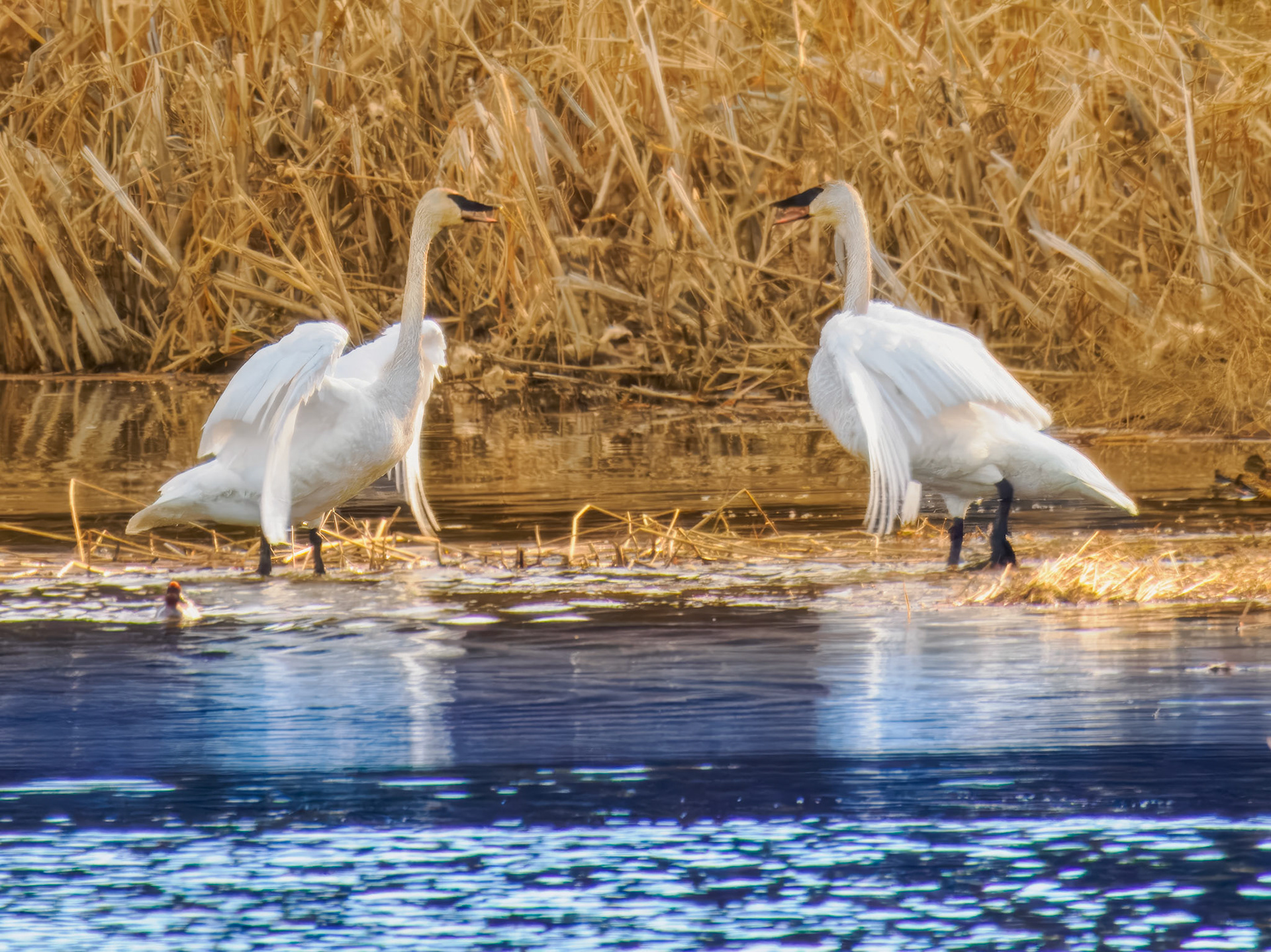 Trumpeter Swans