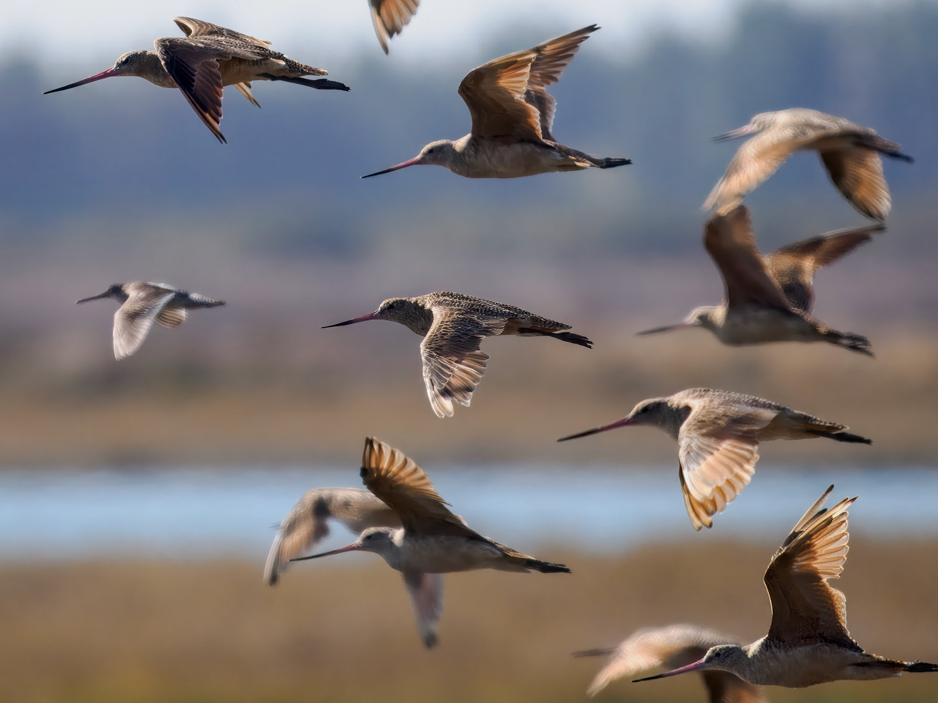 Marbled Godwits