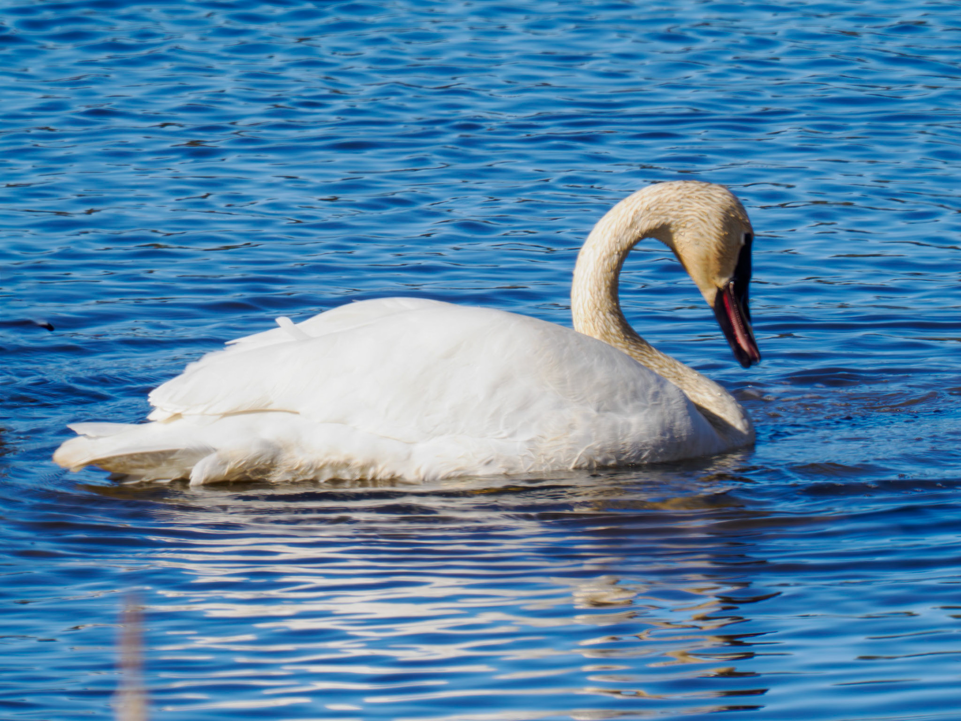 Trumpeter Swan