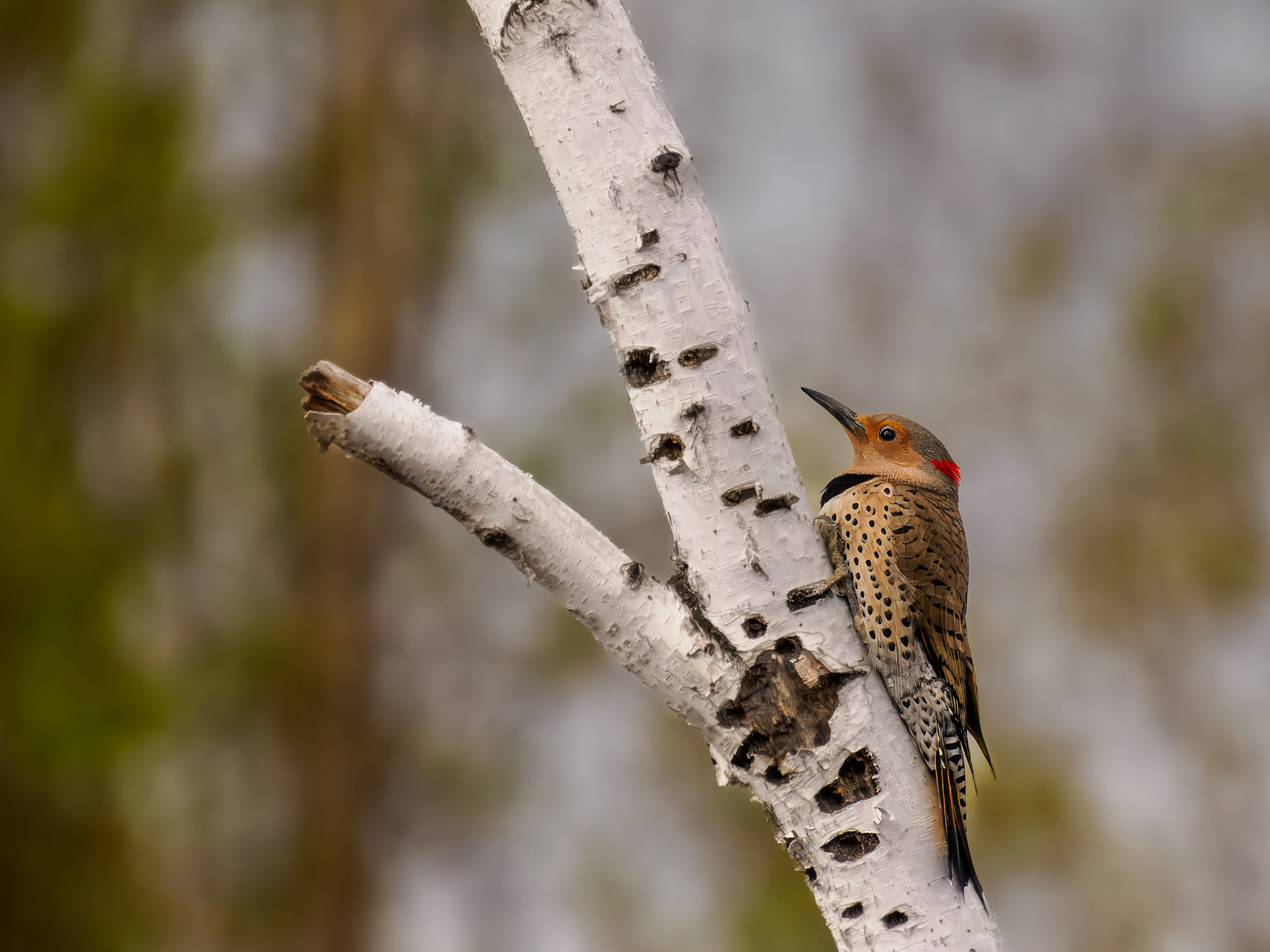 female Nothern Flicker (yellow-shafted)