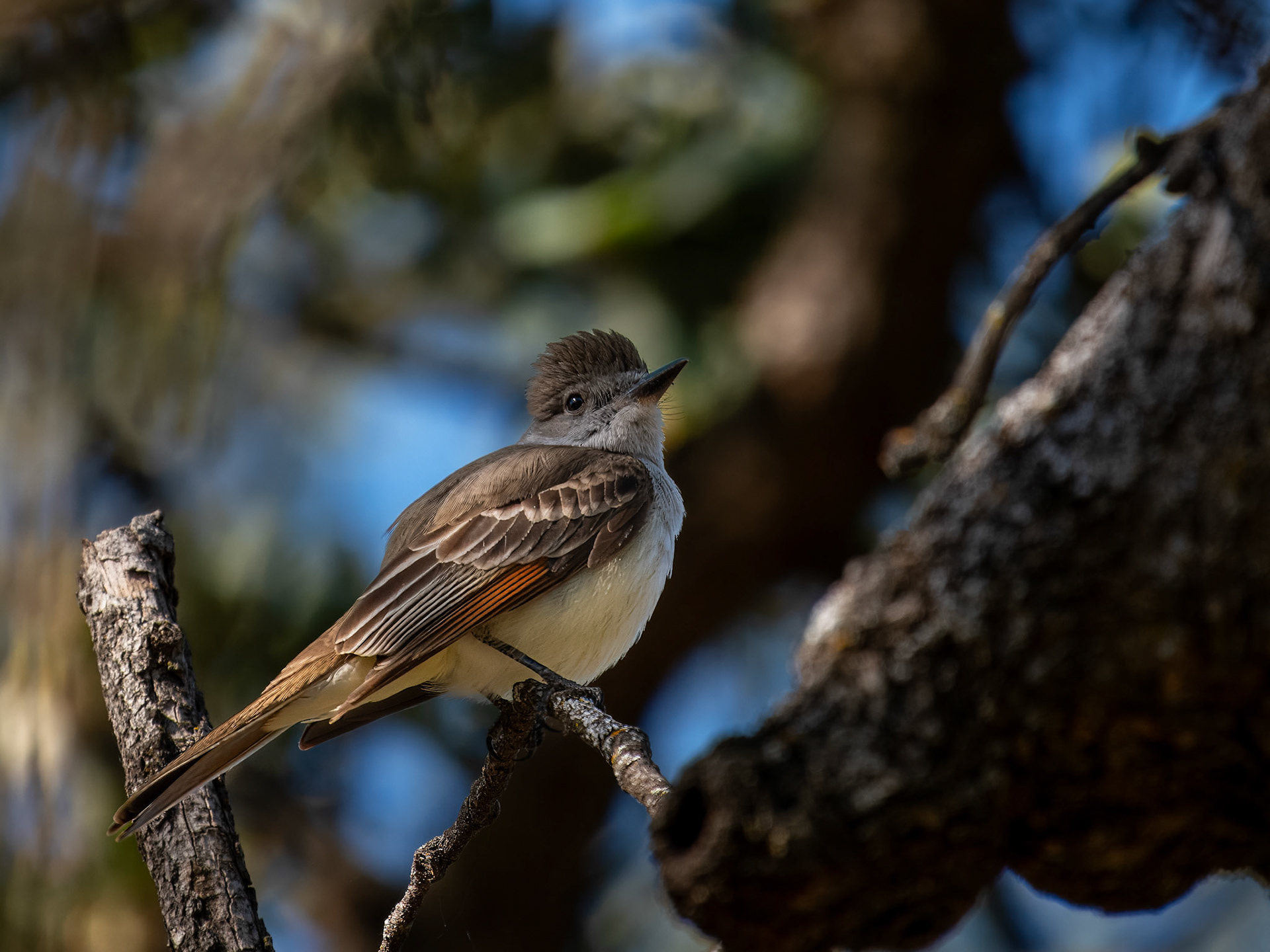 Ash-throated Flycatcher