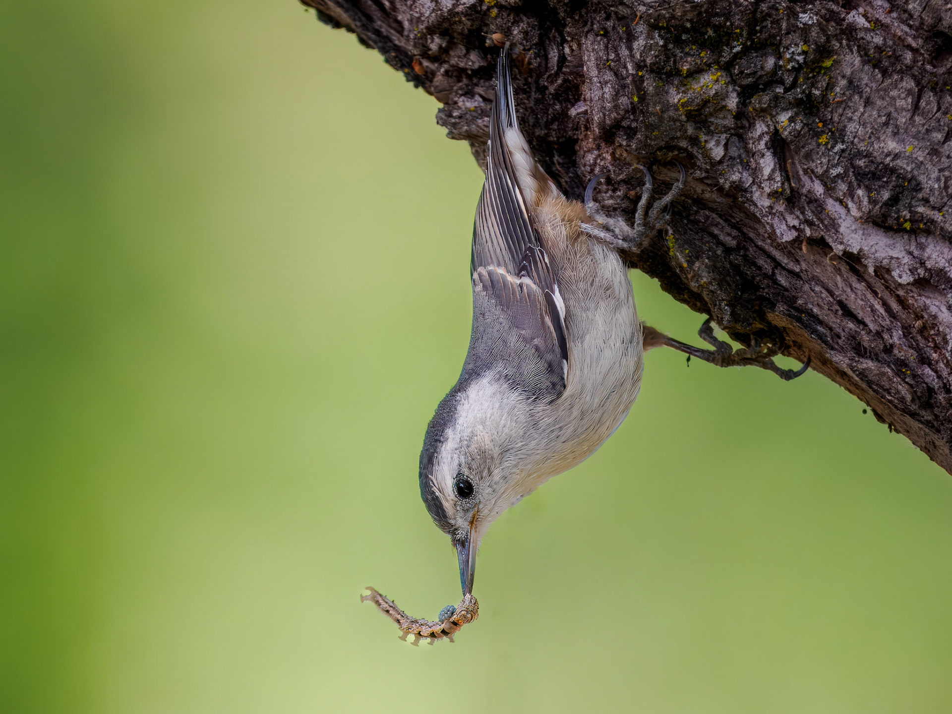 White-breasted Nuthatch