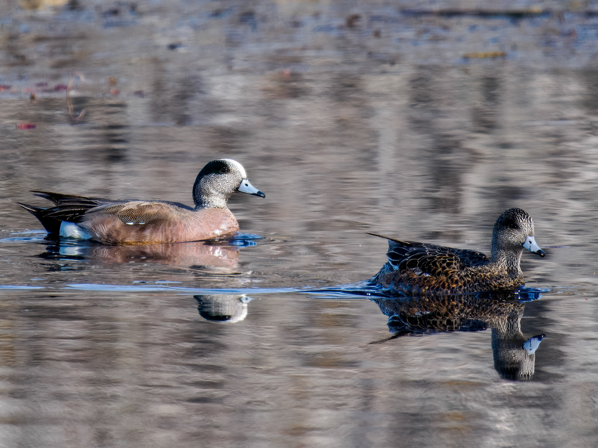 American Wigeon