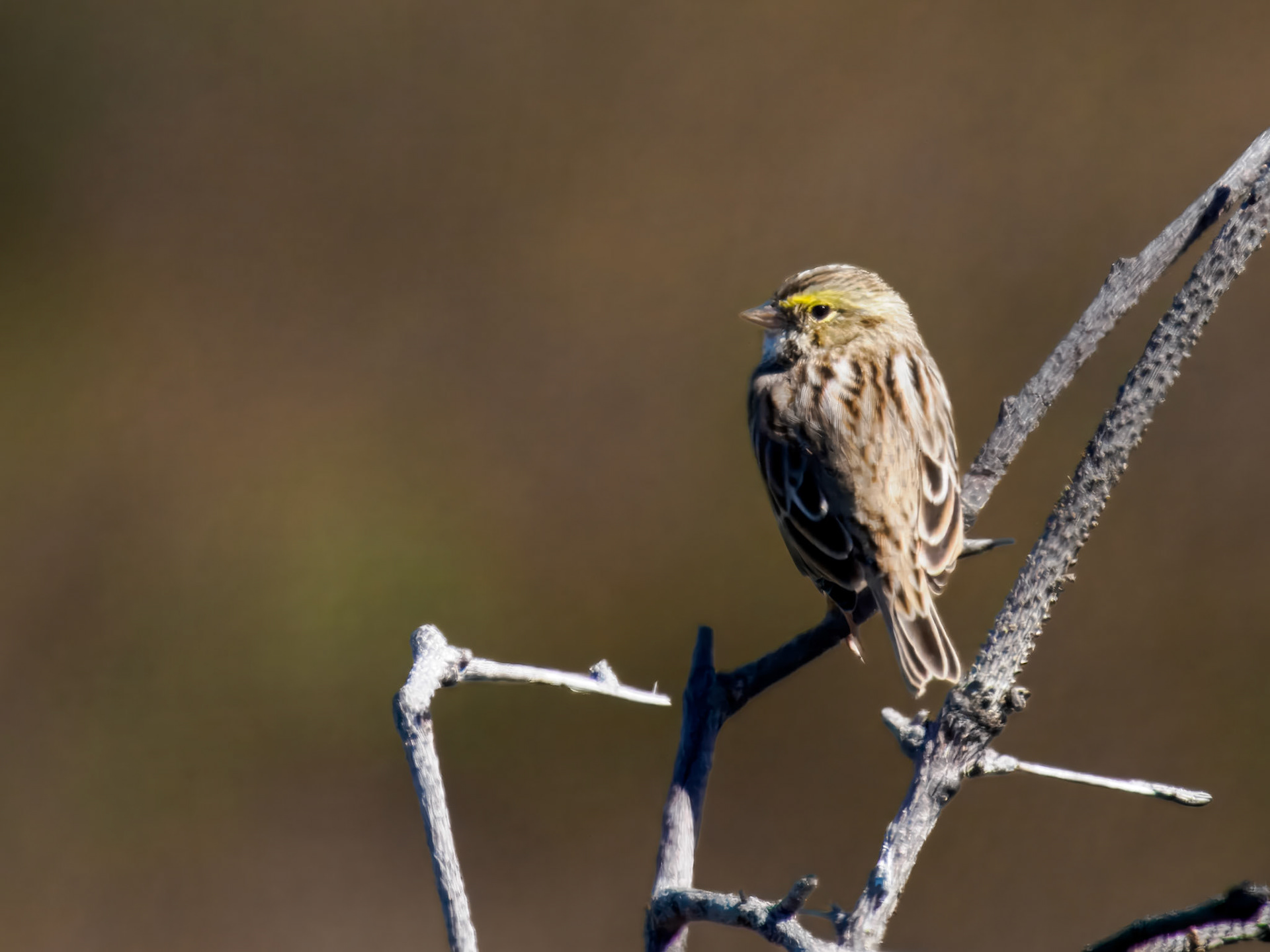 Savannah Sparrow