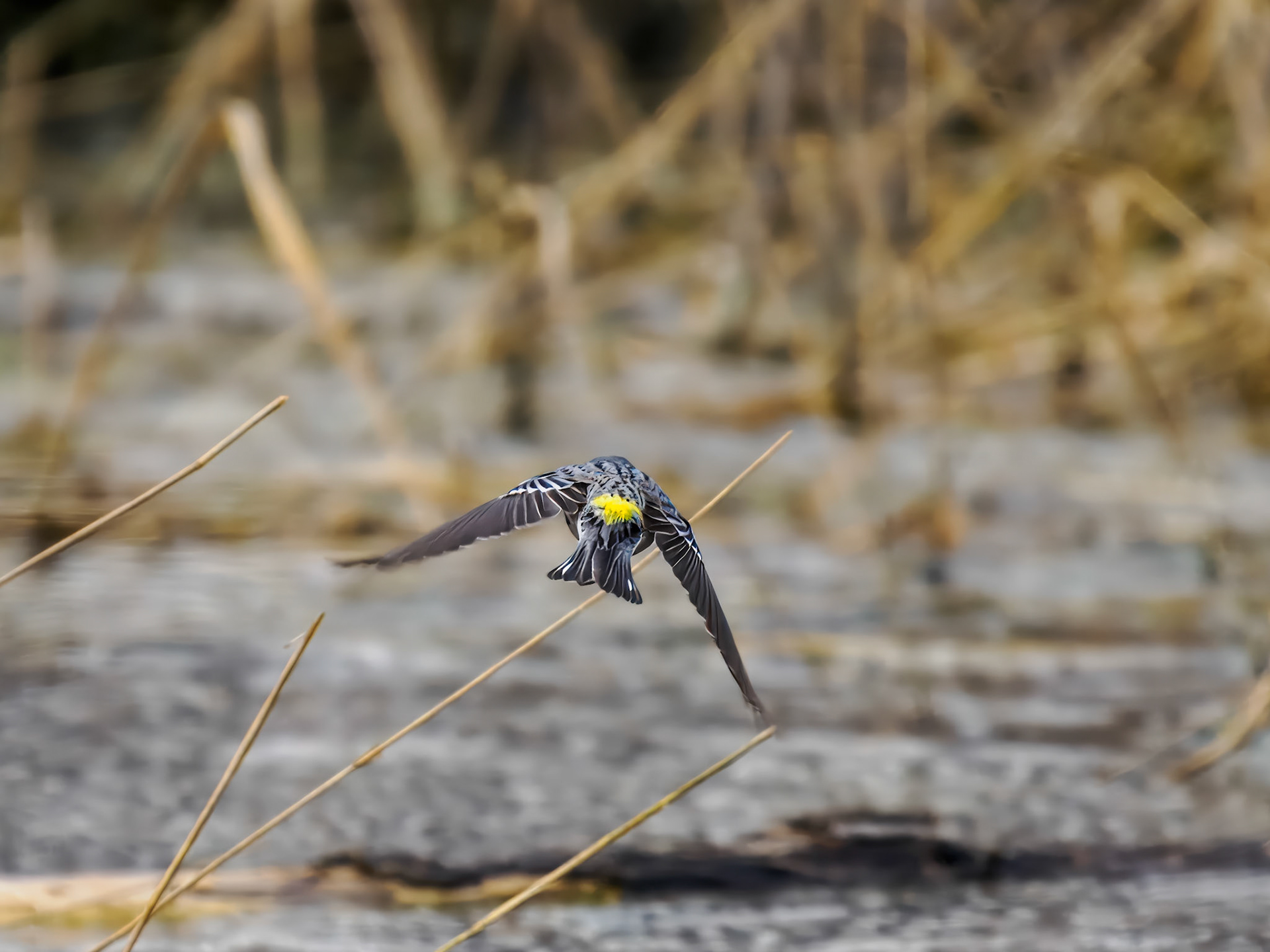 Yellow-rumped Warbler