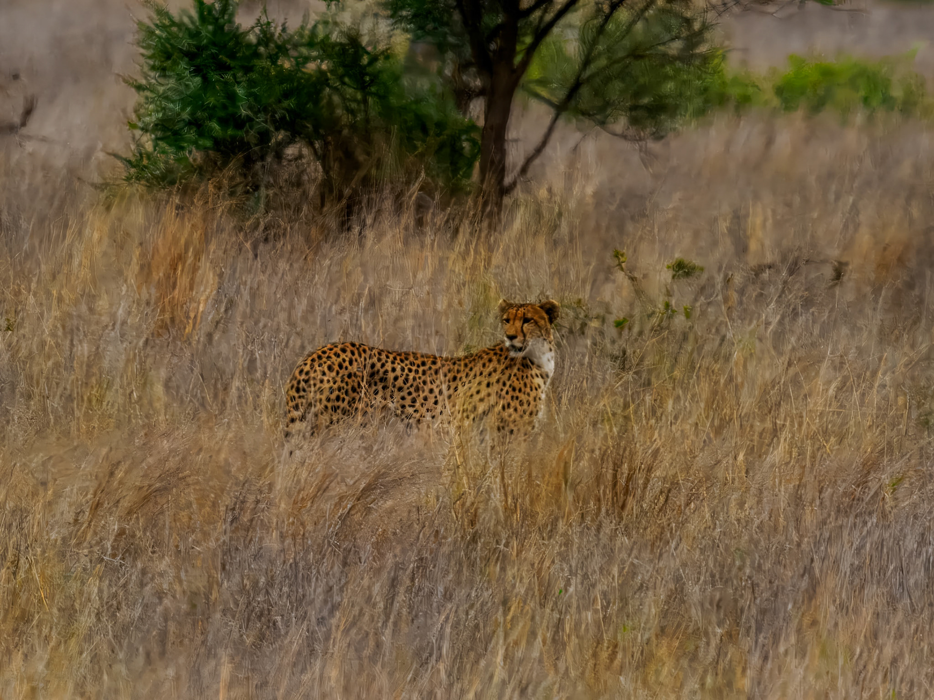 Leopard