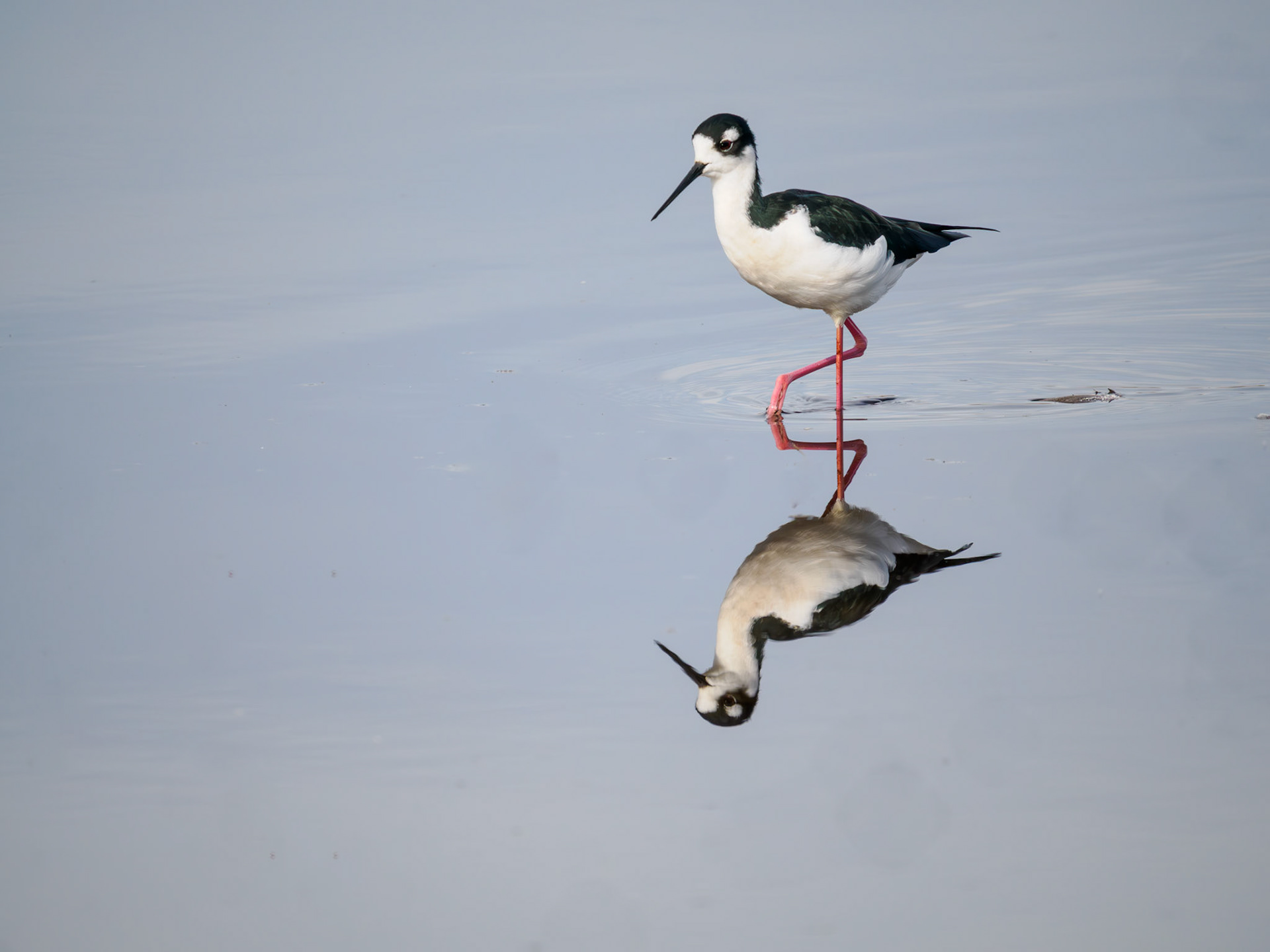 Black-necked Stilt