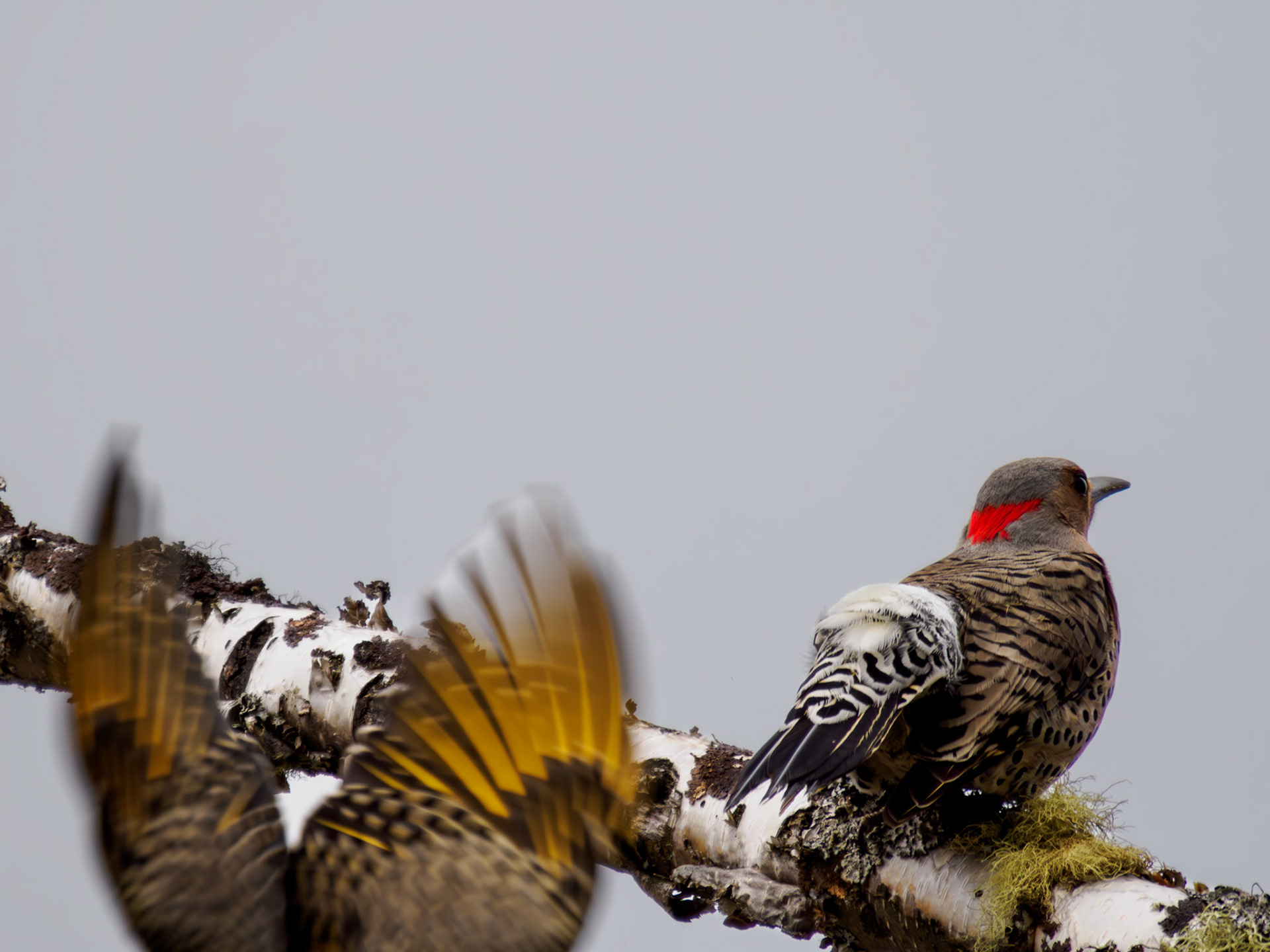 male and female Nothern Flicker (yellow-shafted)