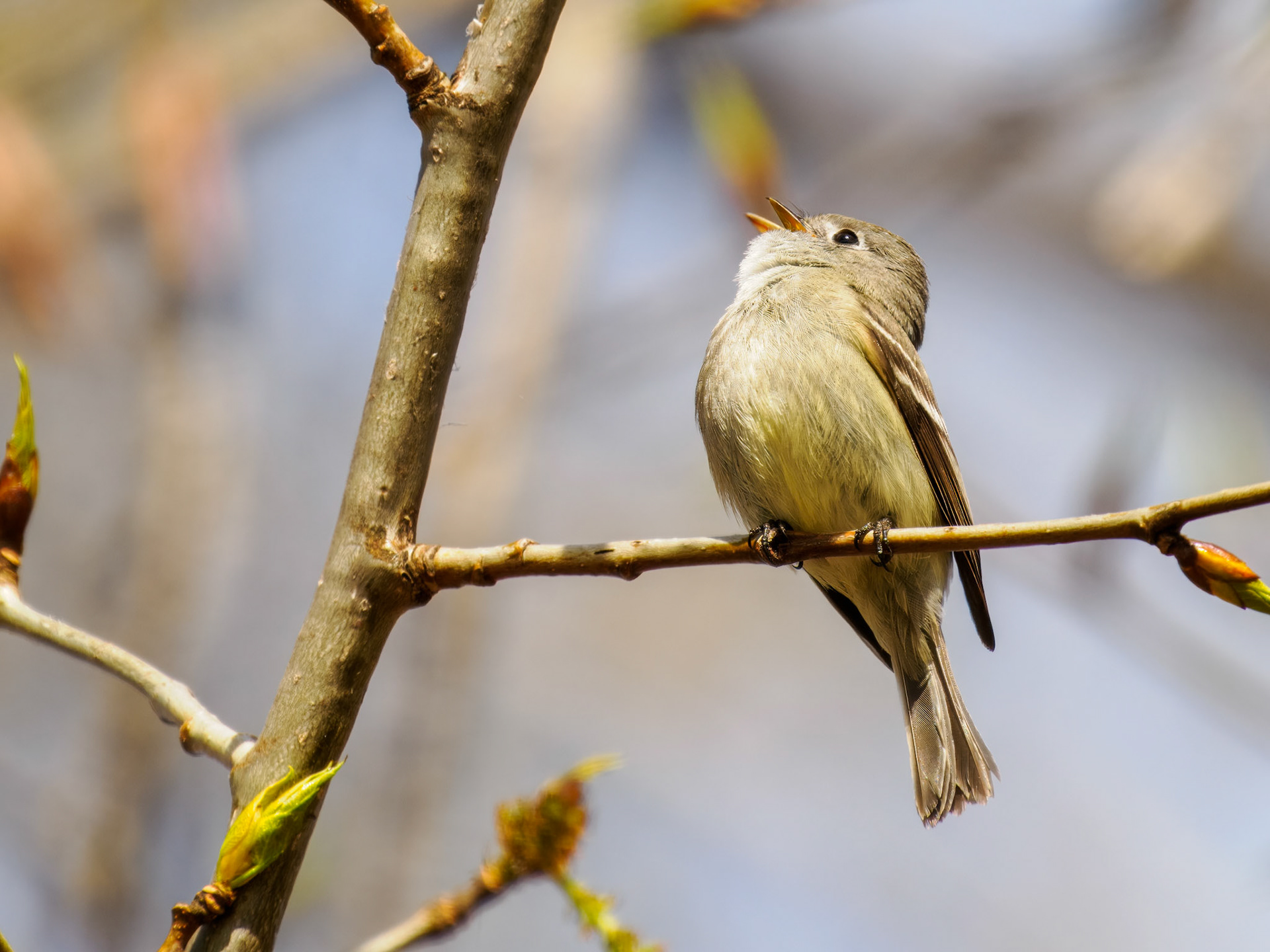 Hammond's Flycatcher