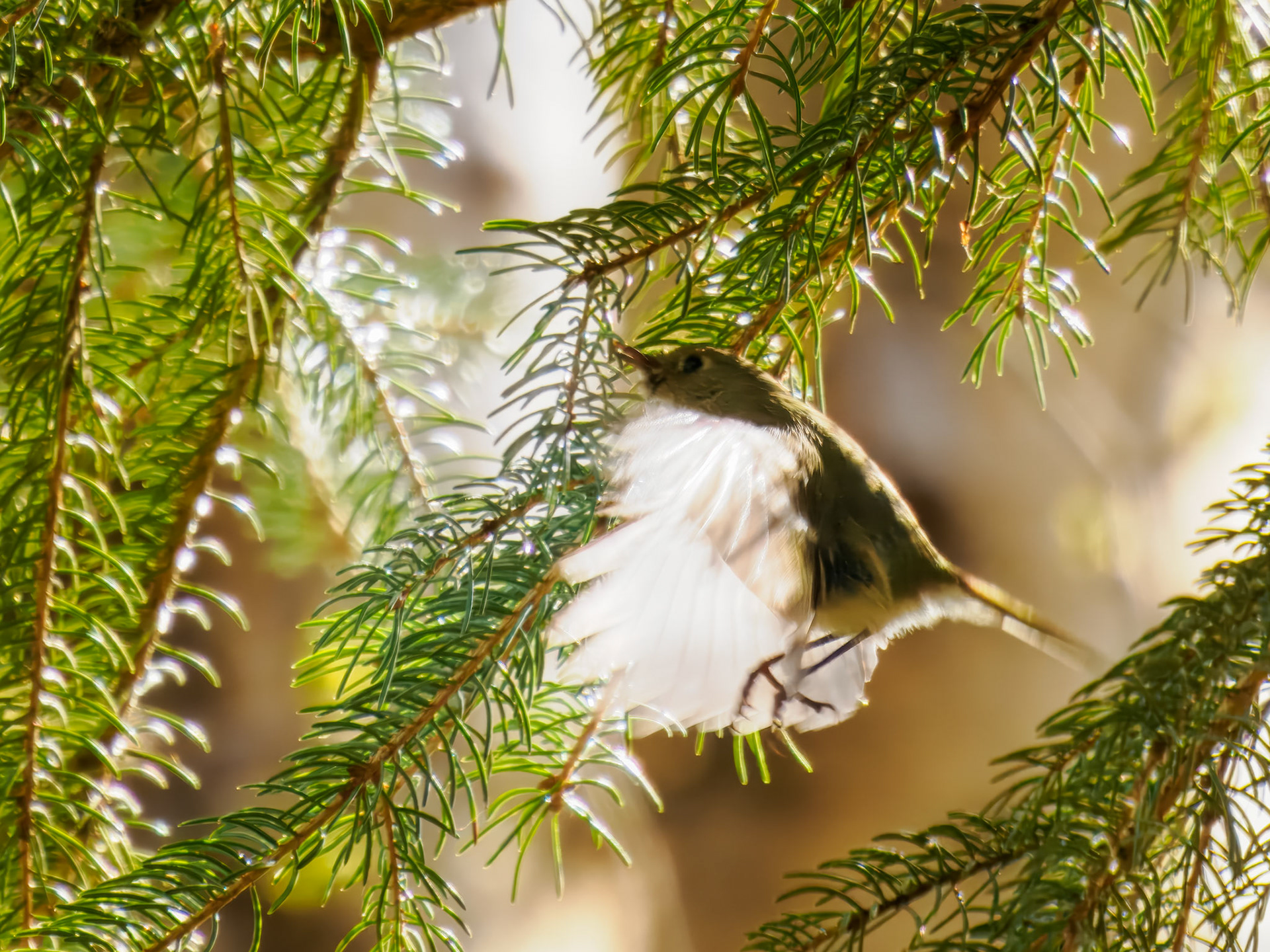 Ruby-crowned Kinglet