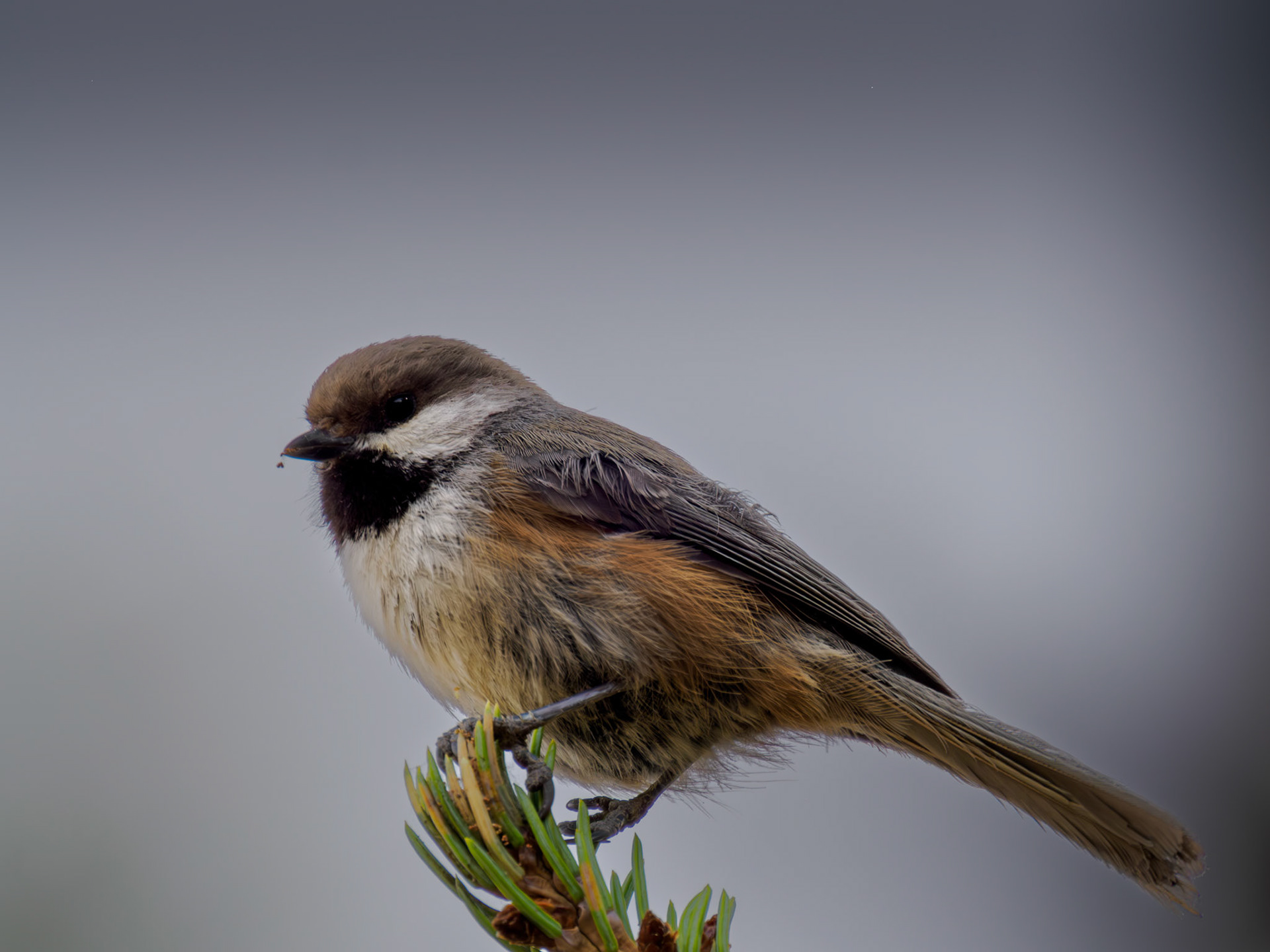 Boreal Chickadee