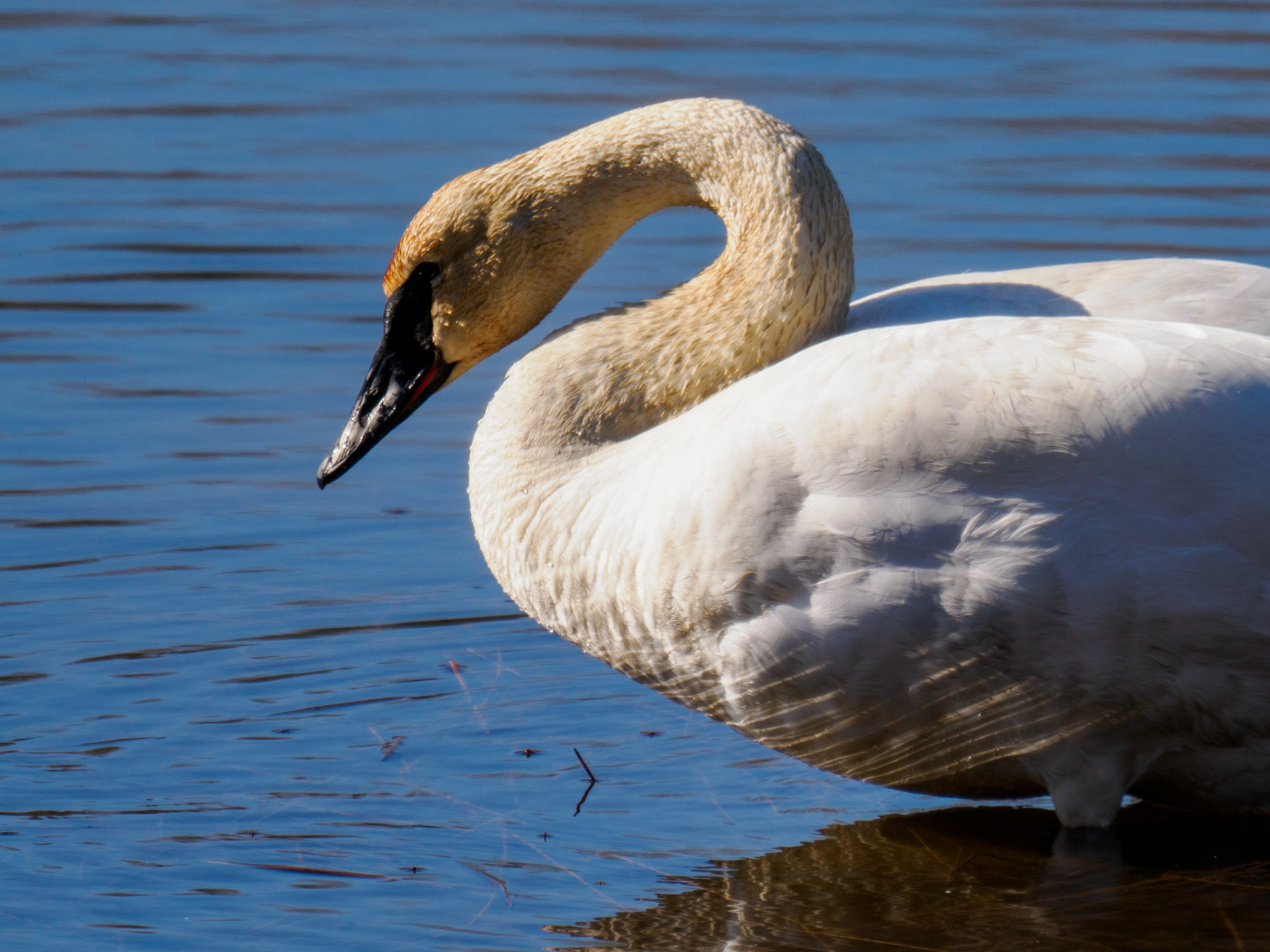 Trumpeter Swan