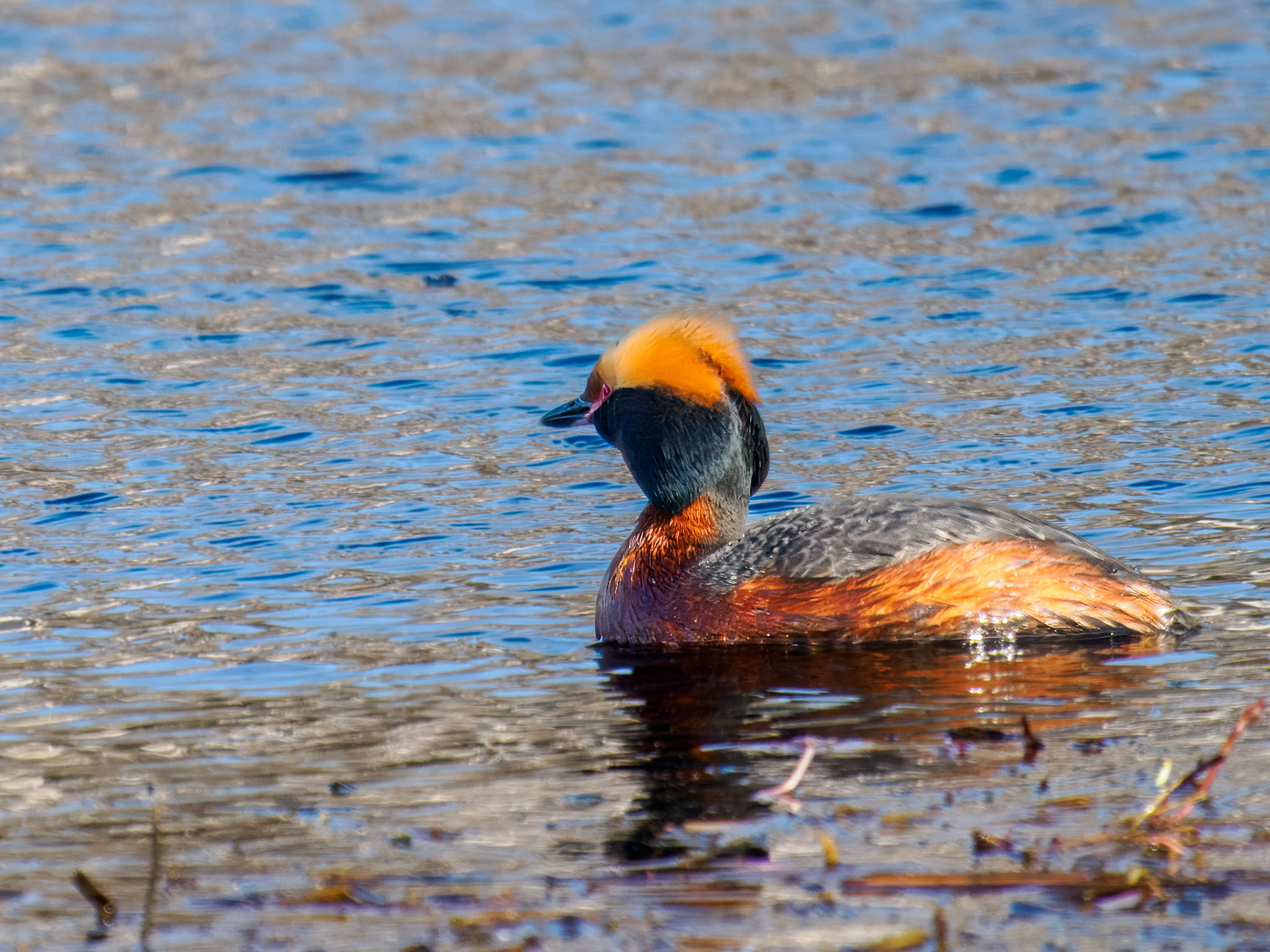 Horned Grebe