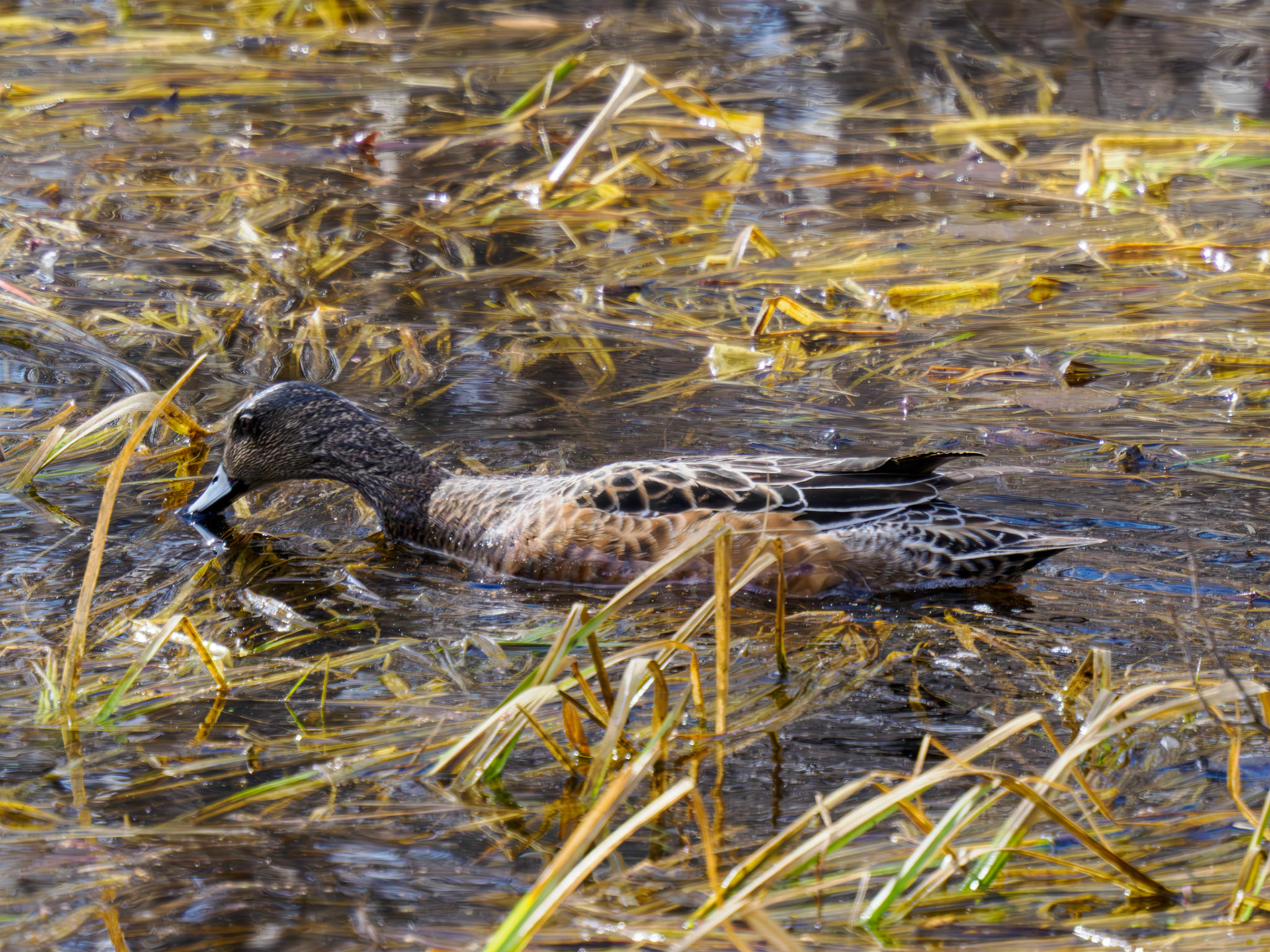 female American Wigeon