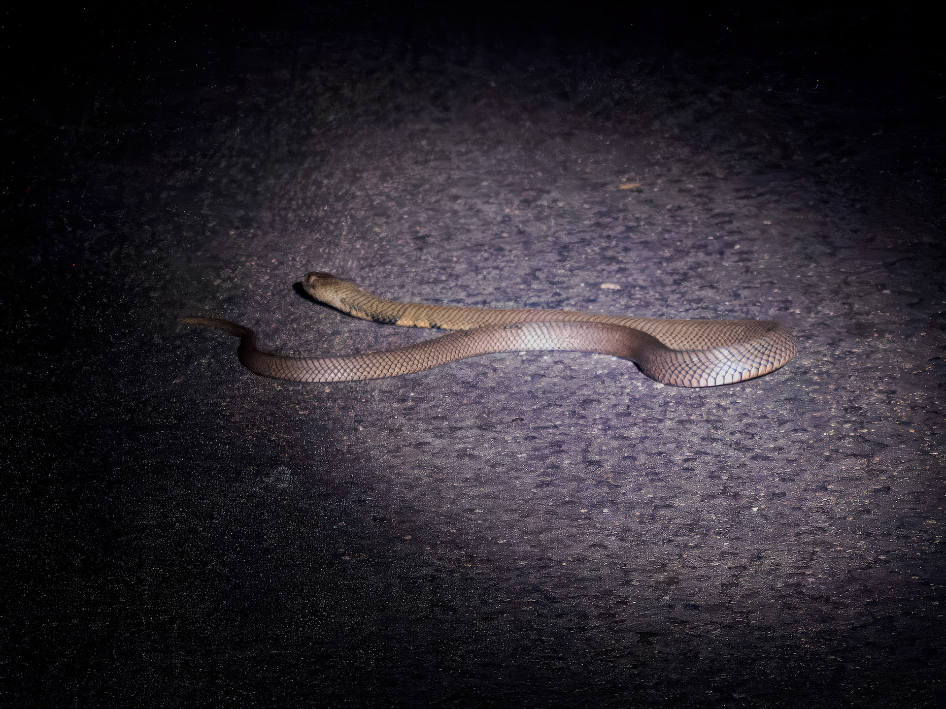 Spitting Cobra