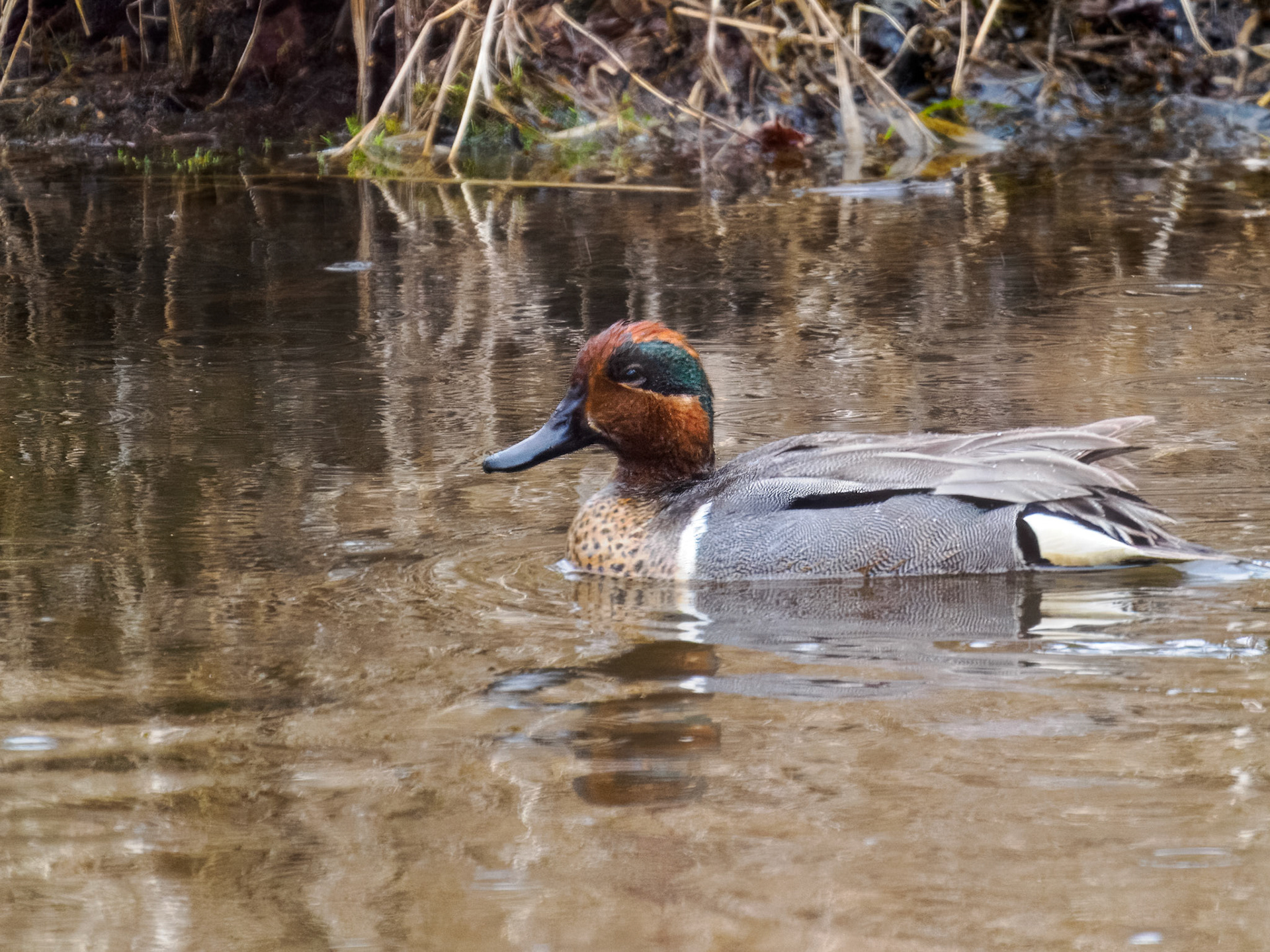 Green-winged Teal