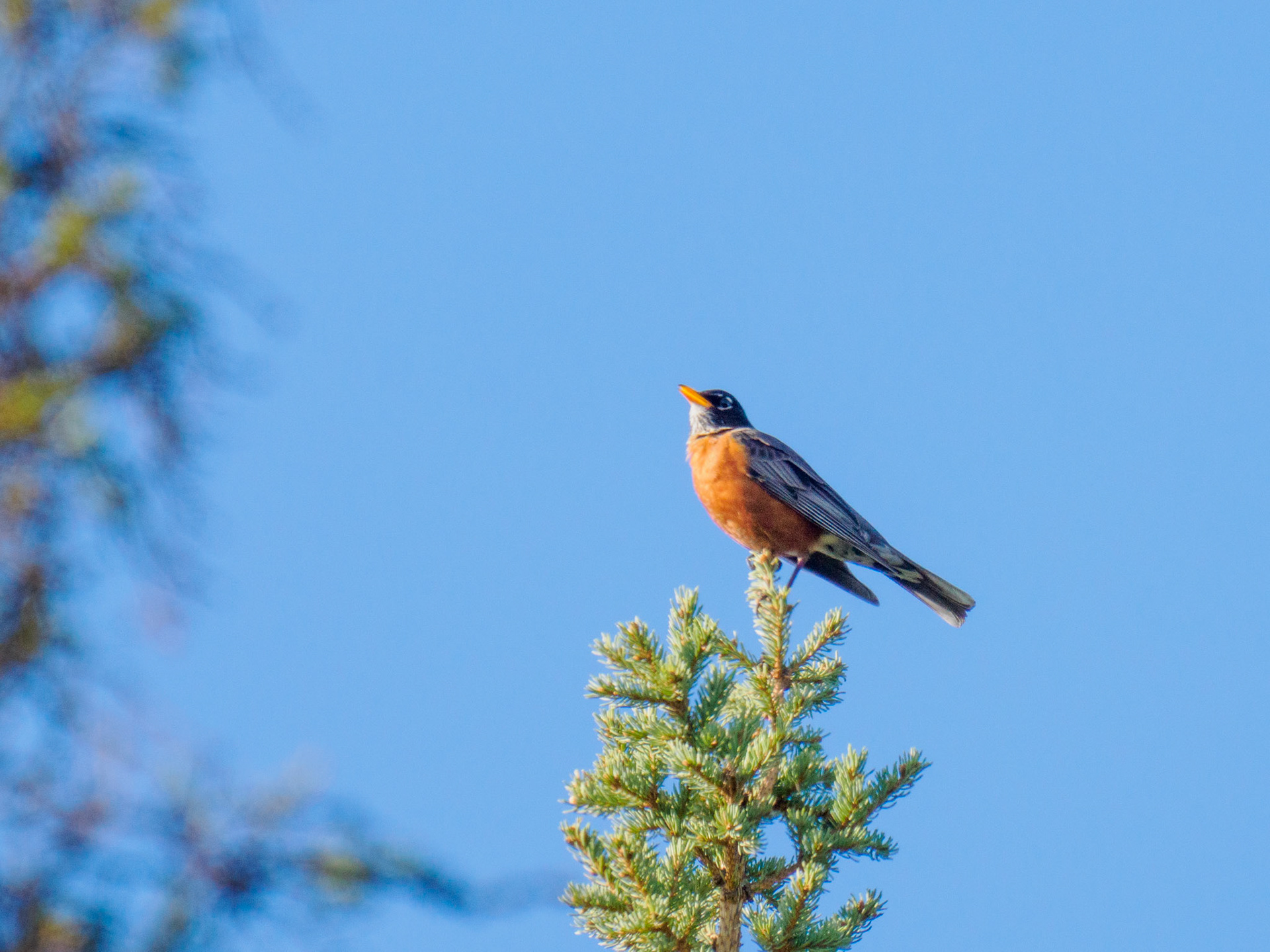 American Robin