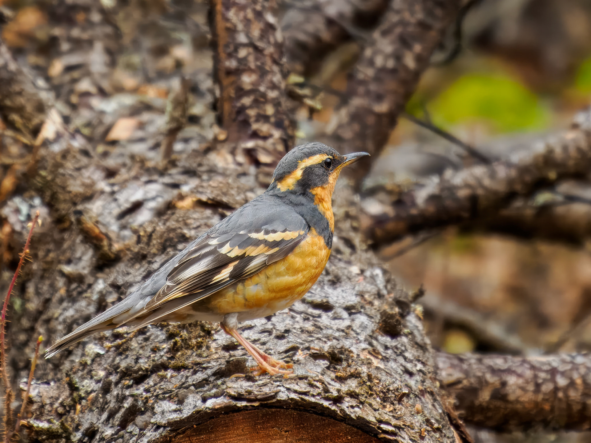 Varied Thrush