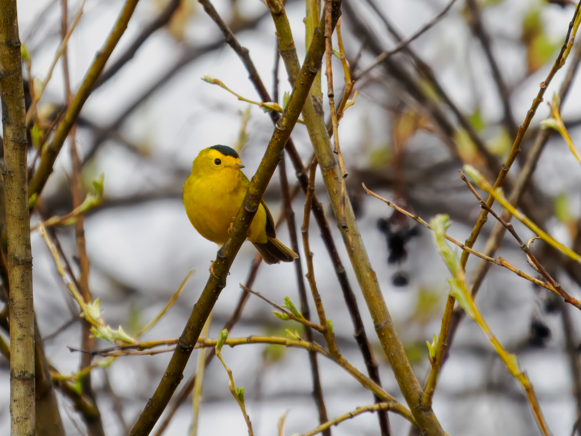 Wilson's Warbler