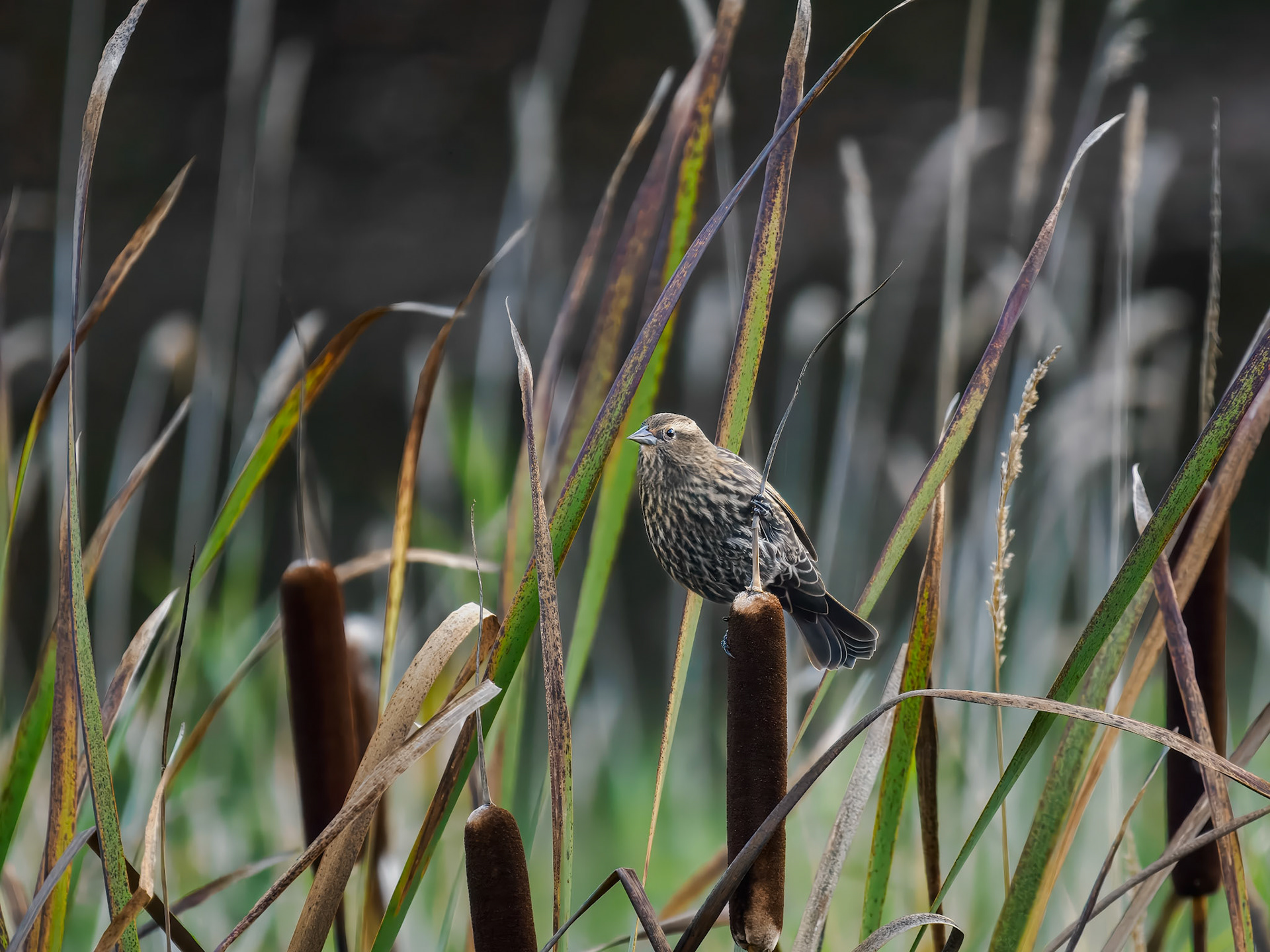 female Red-winged Blackbird