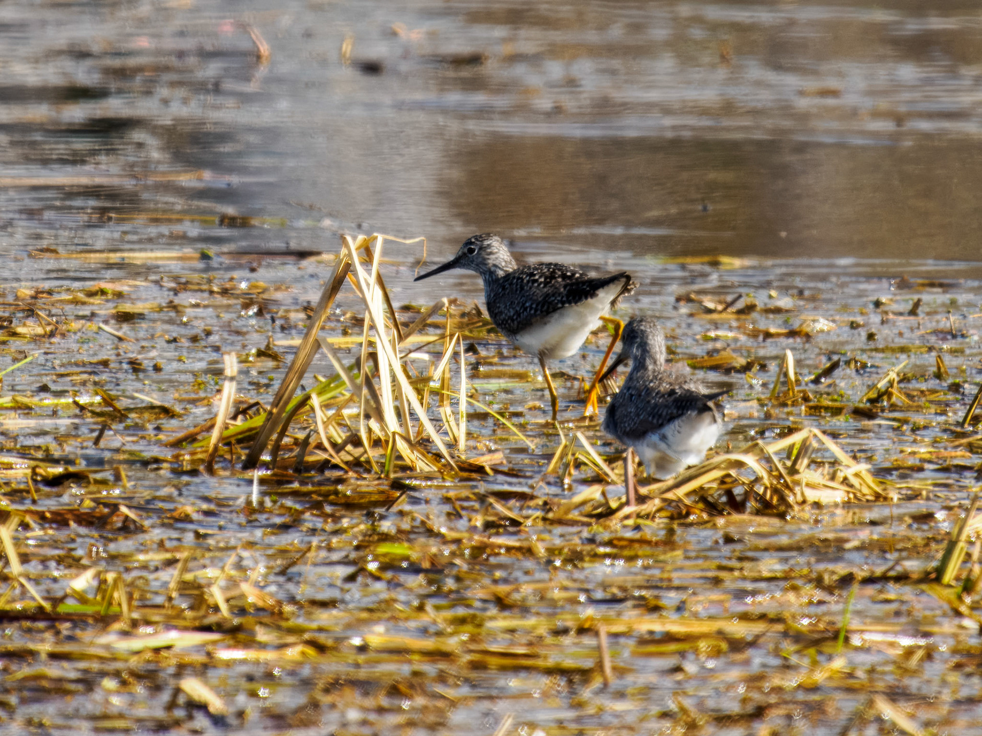 Lesser Yellowlegs