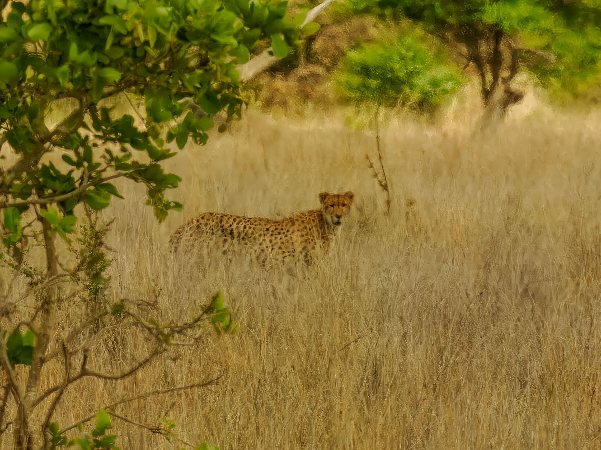 Leopard