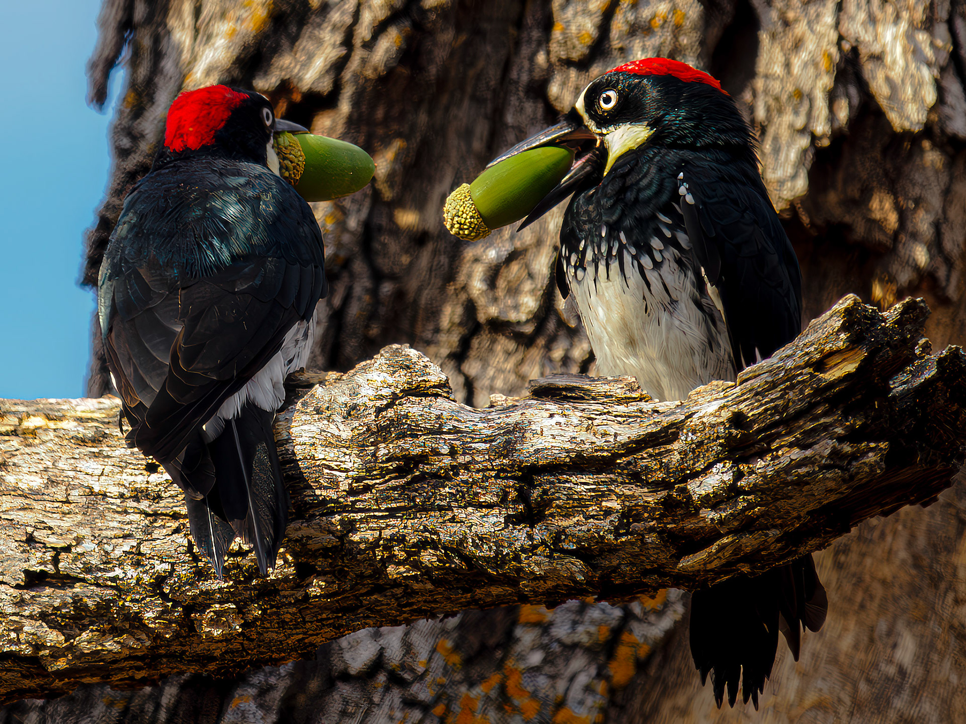 Acorn Woodpecker