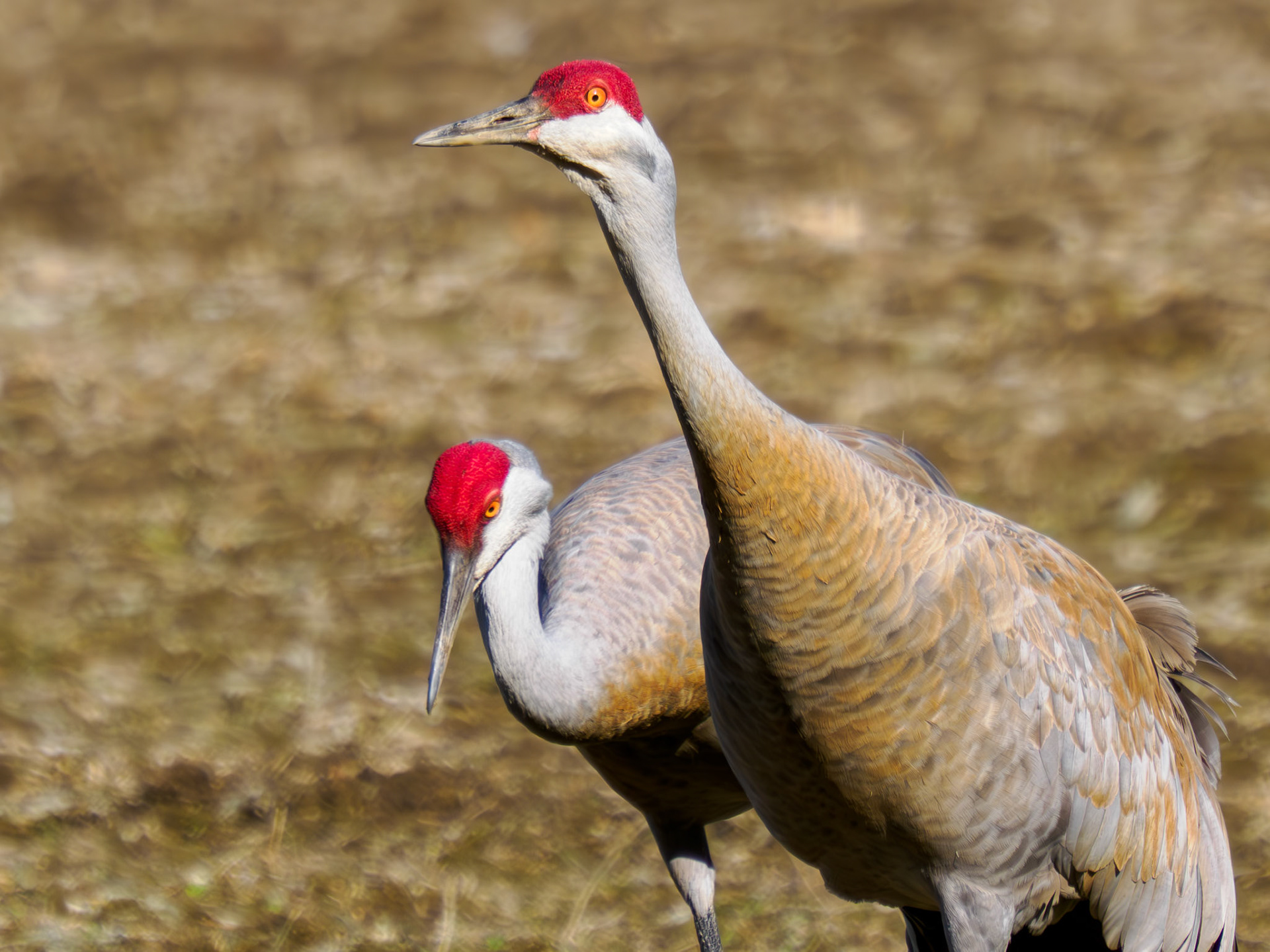 Sandhill Cranes