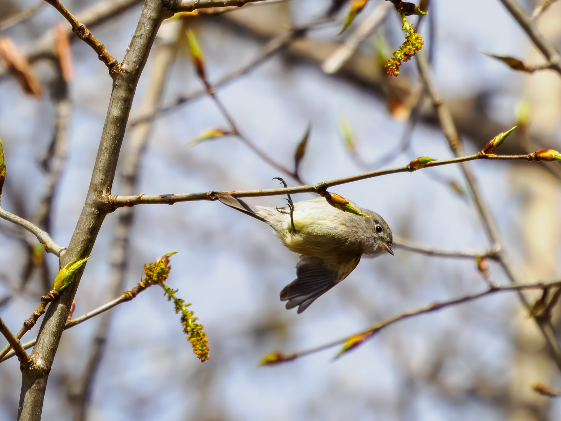 Hammond's Flycatcher