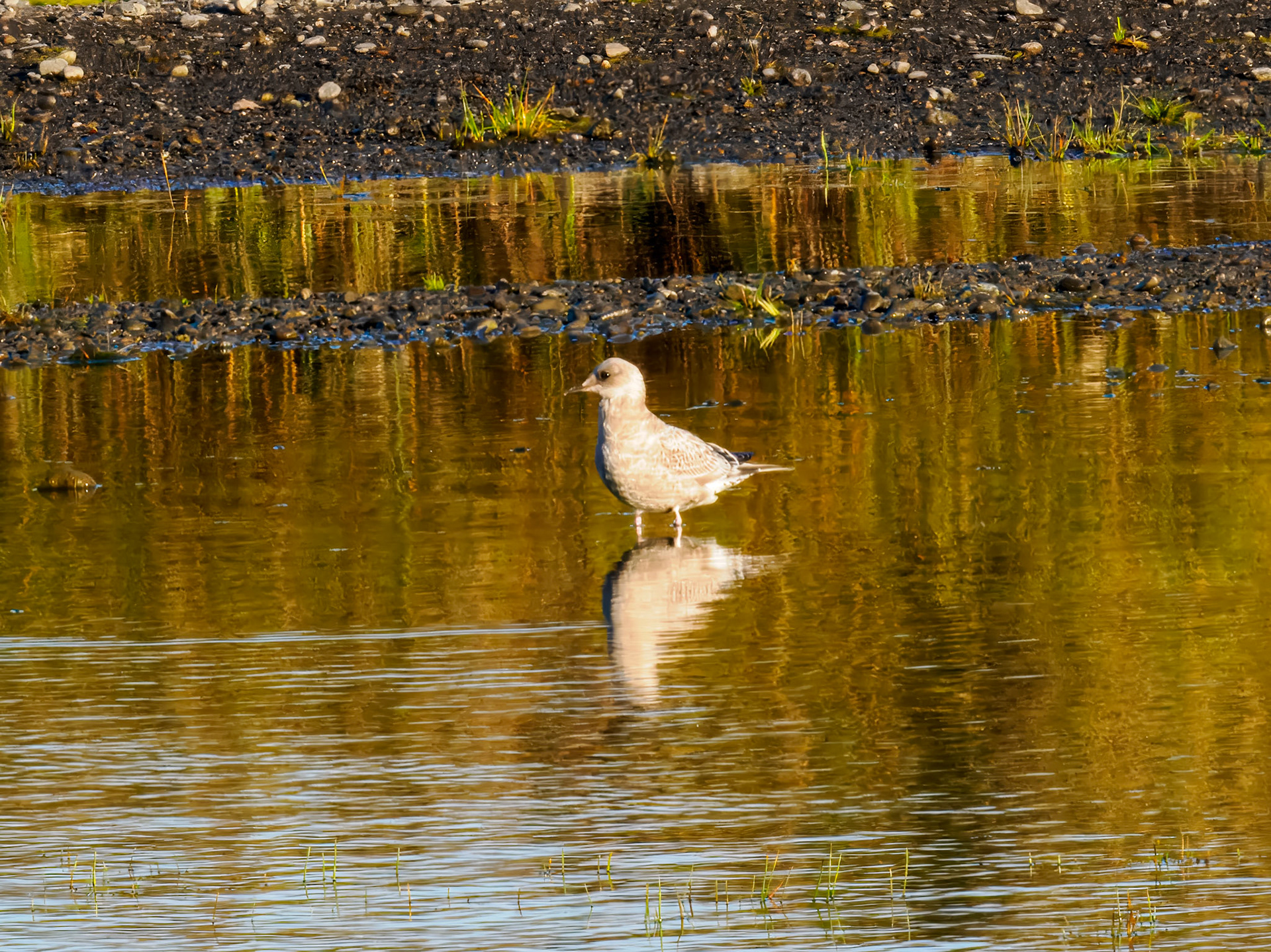 Short-billed Gull