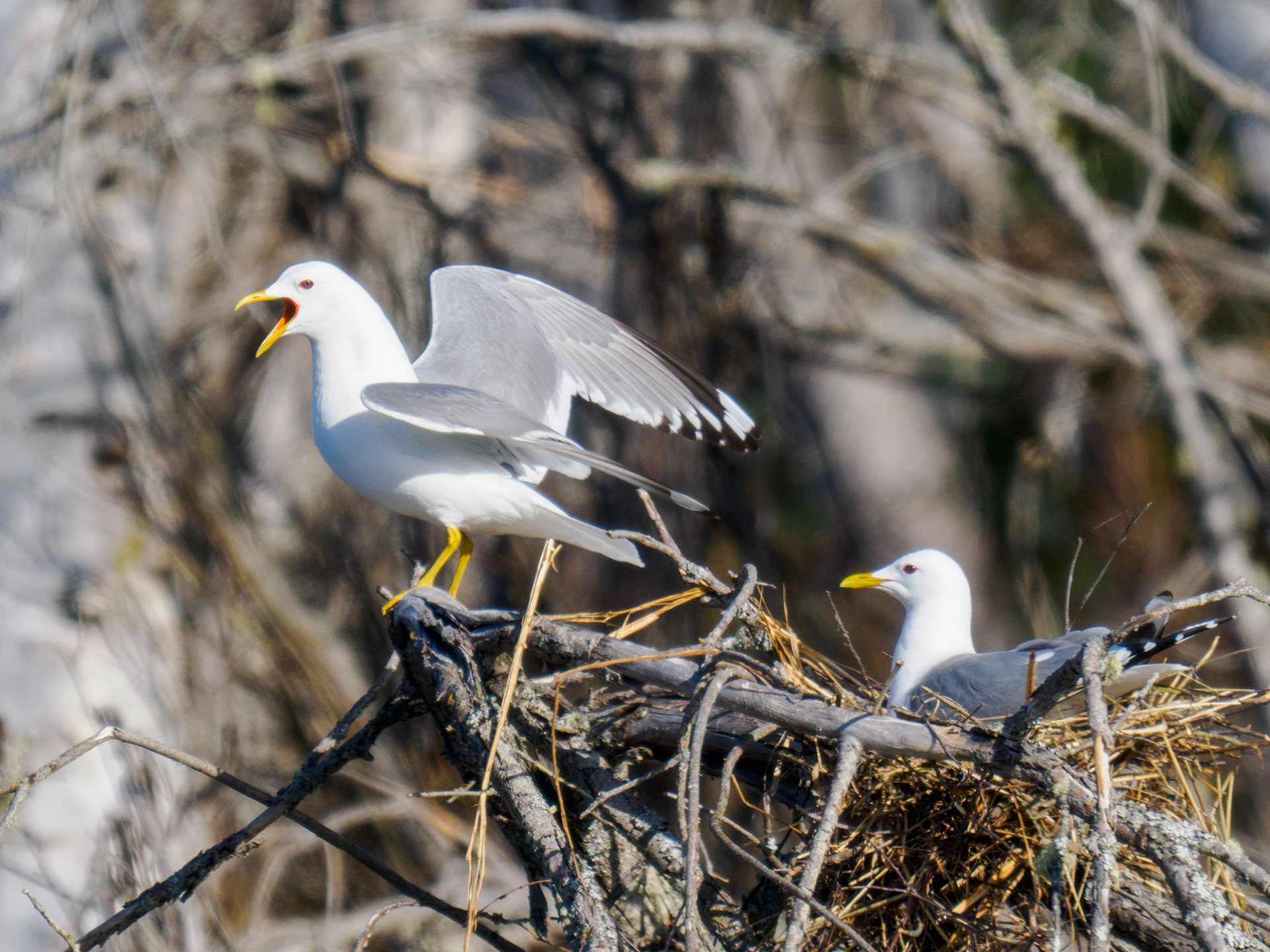 Short-billed Gulls