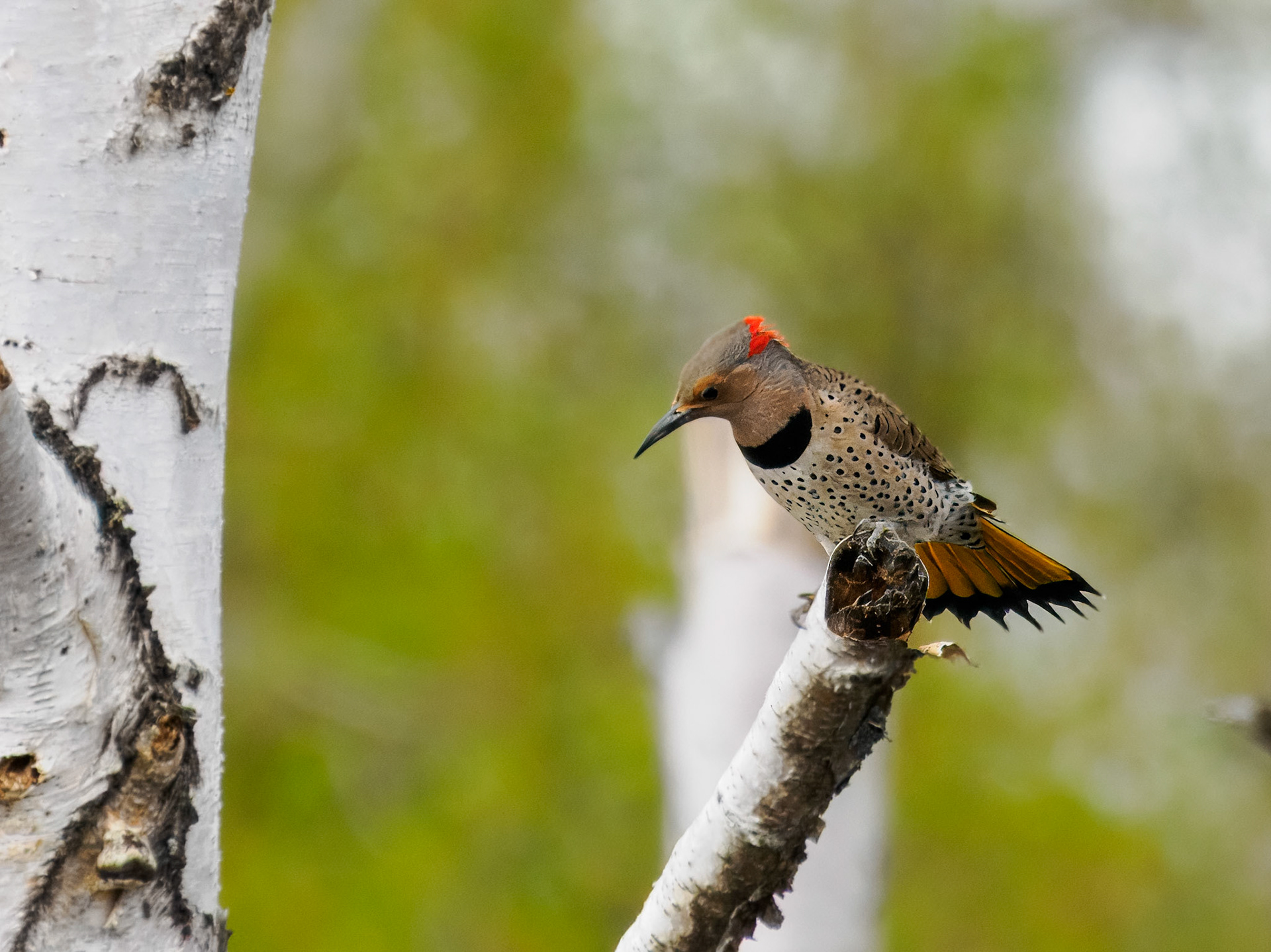 female Nothern Flicker (yellow-shafted)