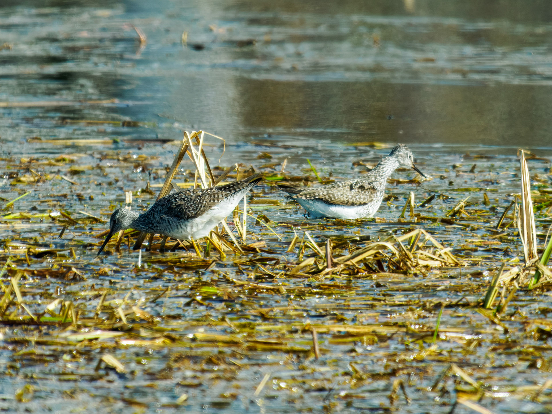 Lesser Yellowlegs
