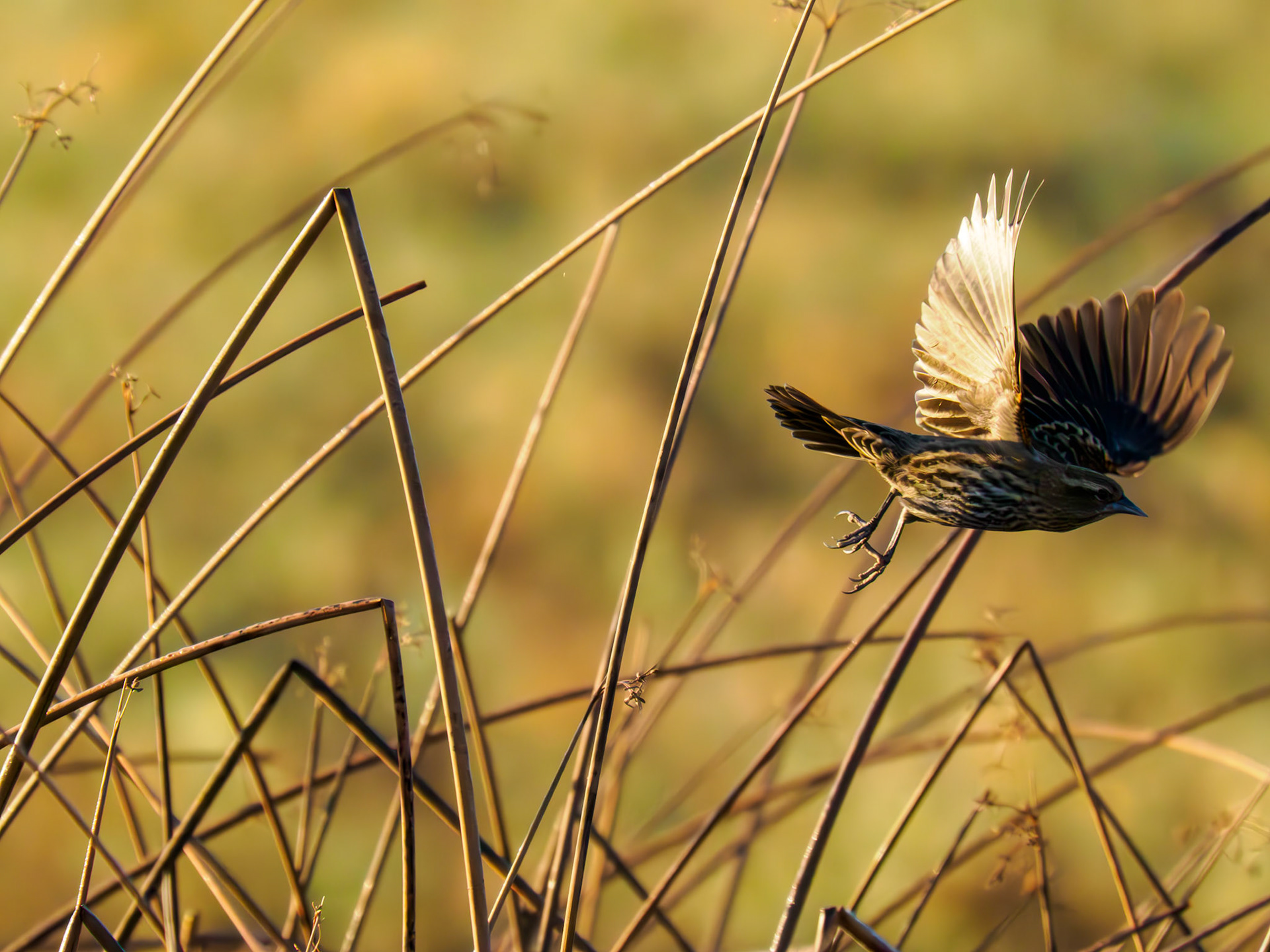 femalle Red-winged Blackbird