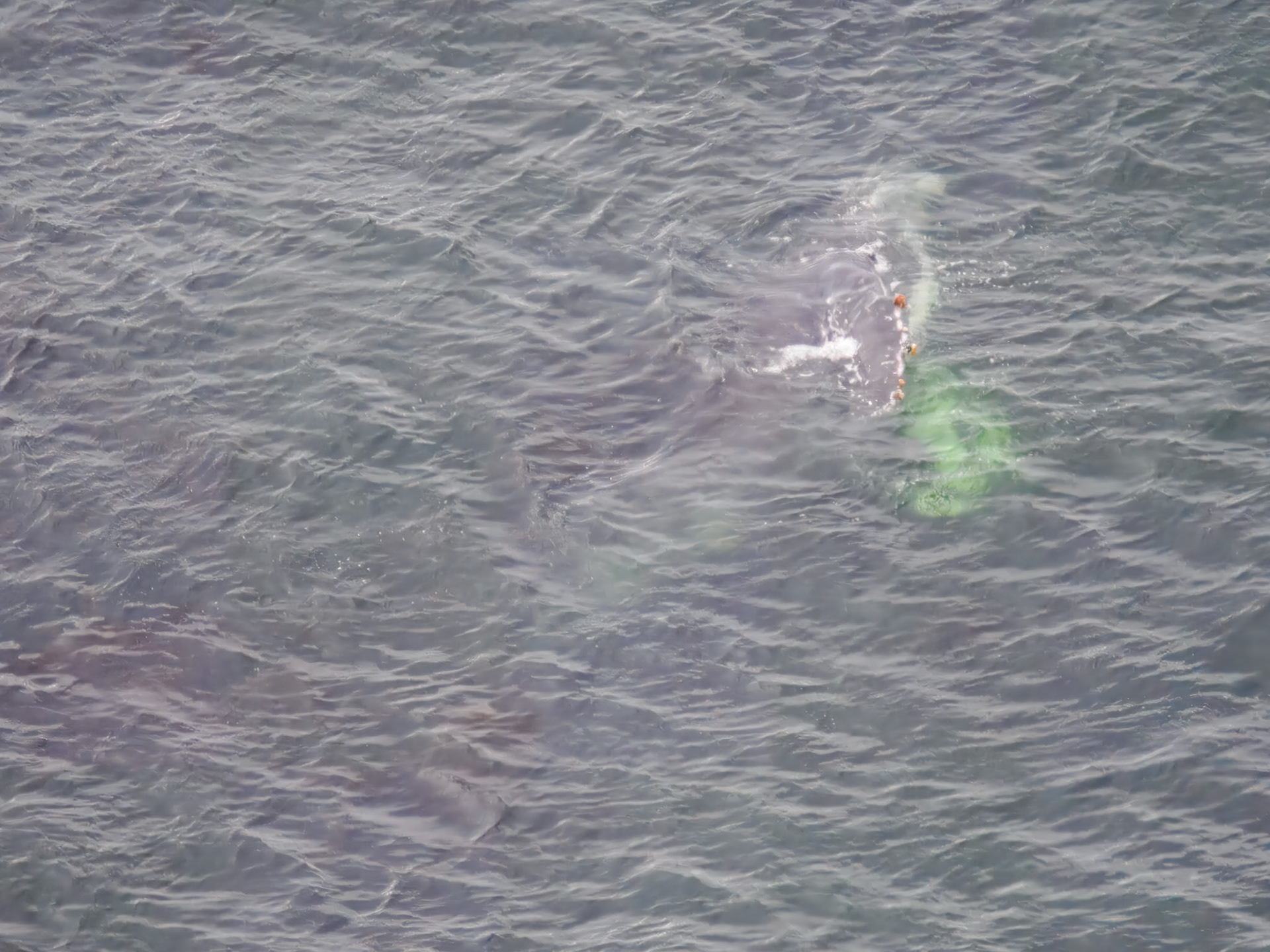 Humpback Whales