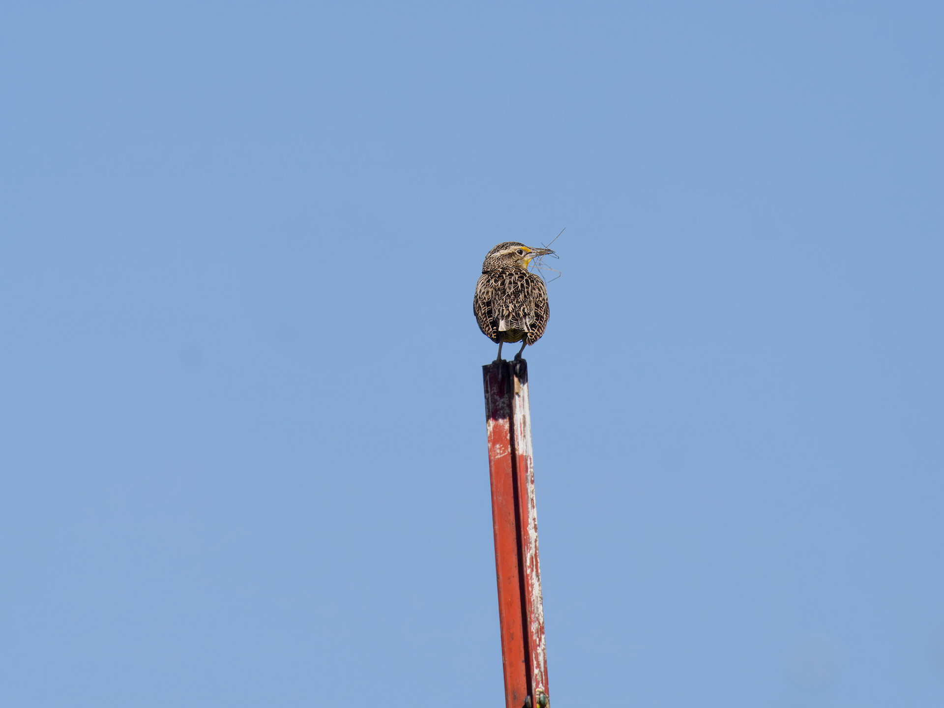 Western Meadowlark