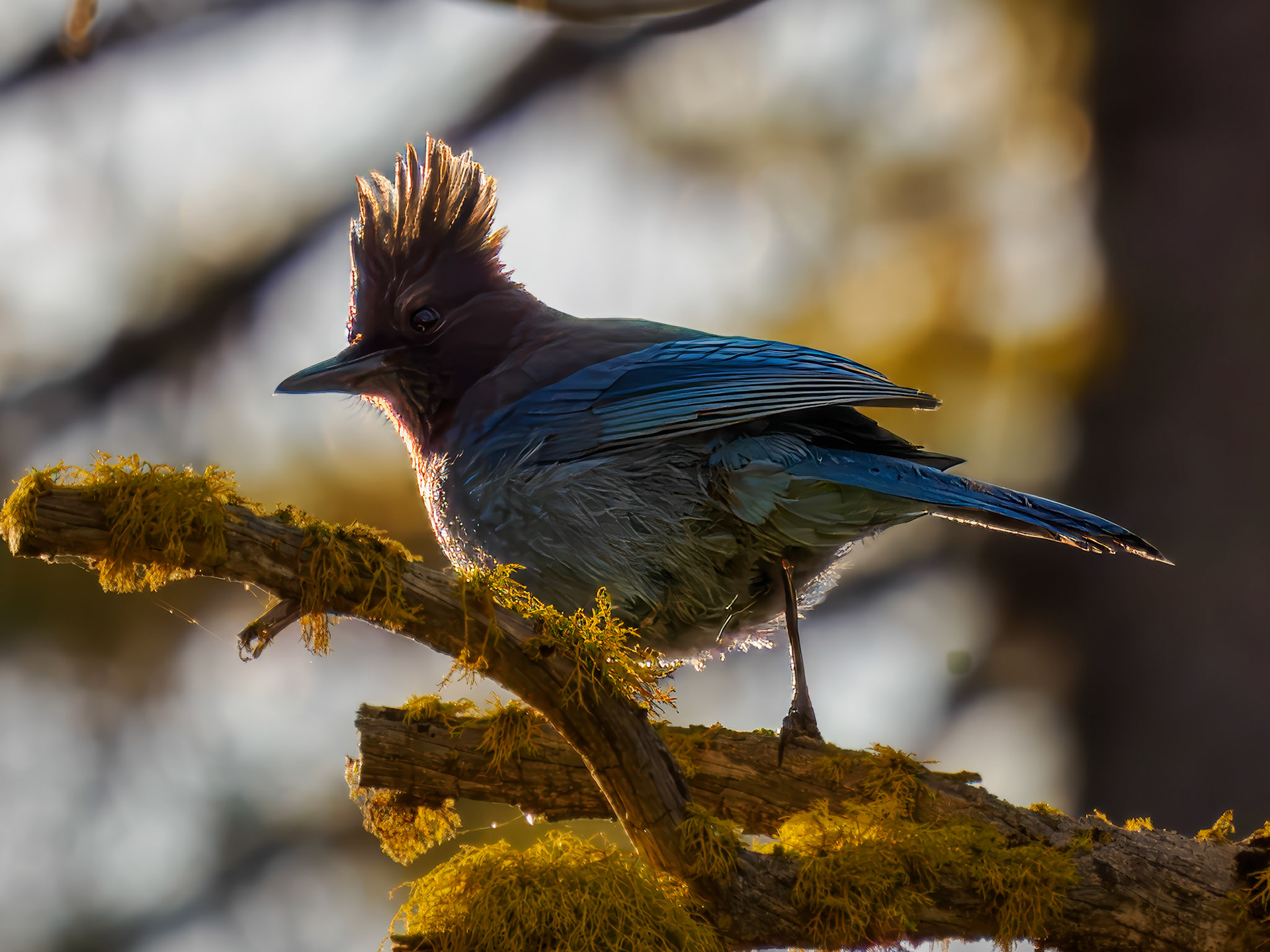 Steller's Jay
